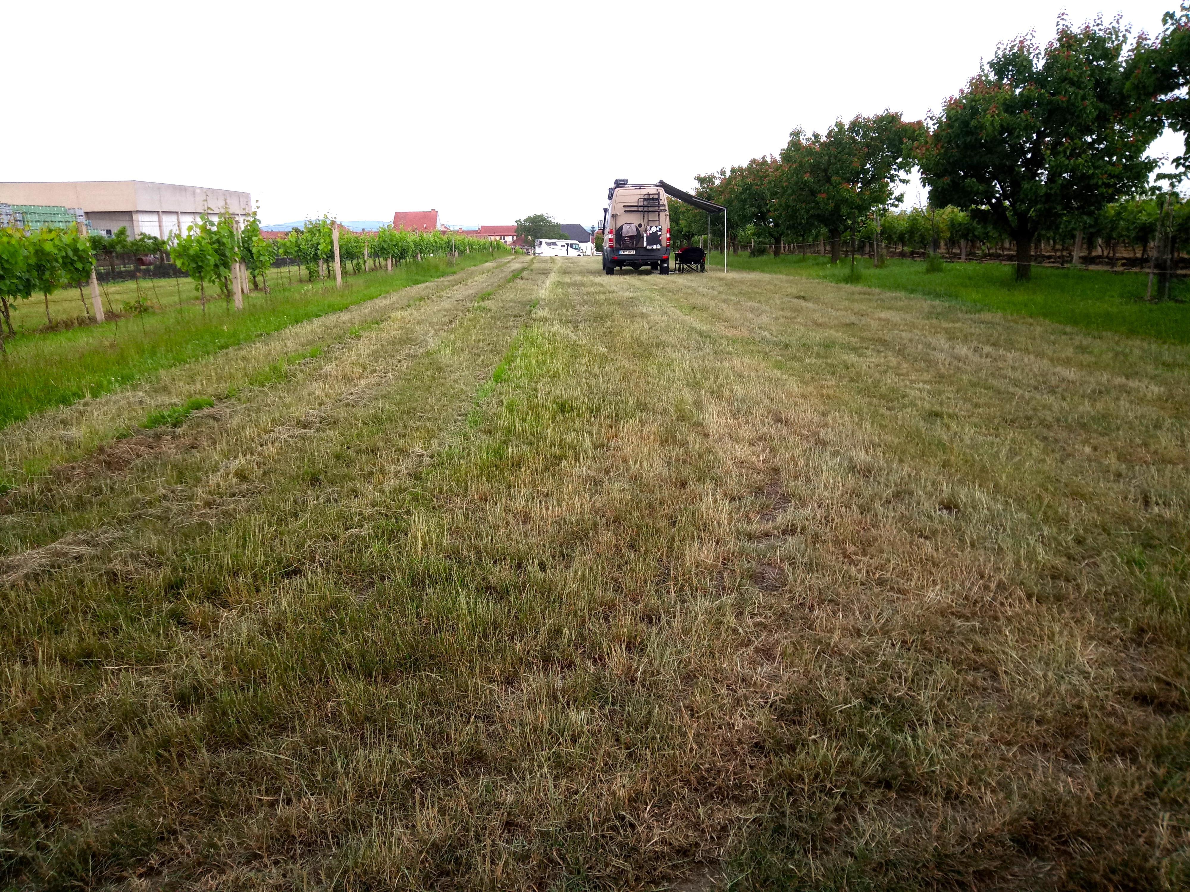 Kučovanky Velké Bílovice foto 1