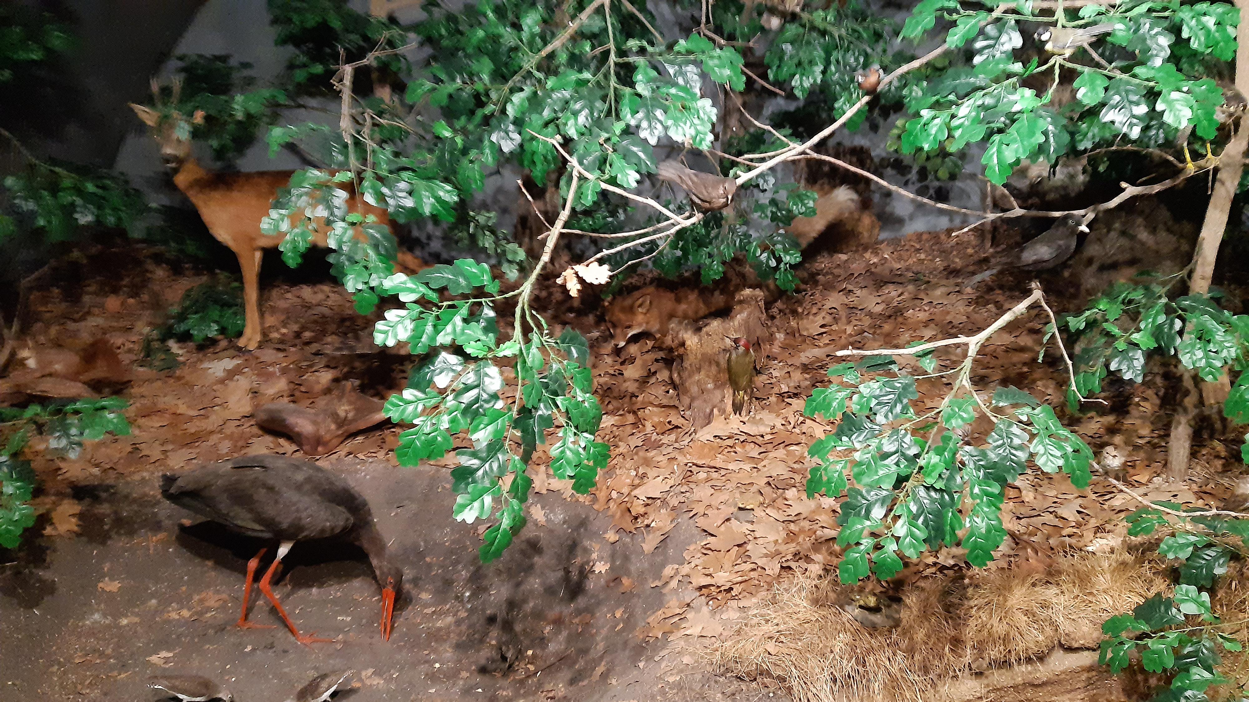 Dům přírody Třeboňska foto 3