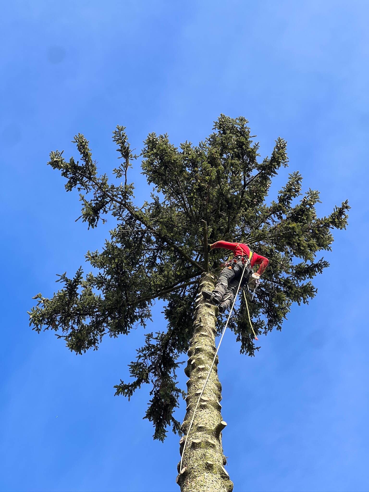 Rizikové kácení Martin Dušek foto 3