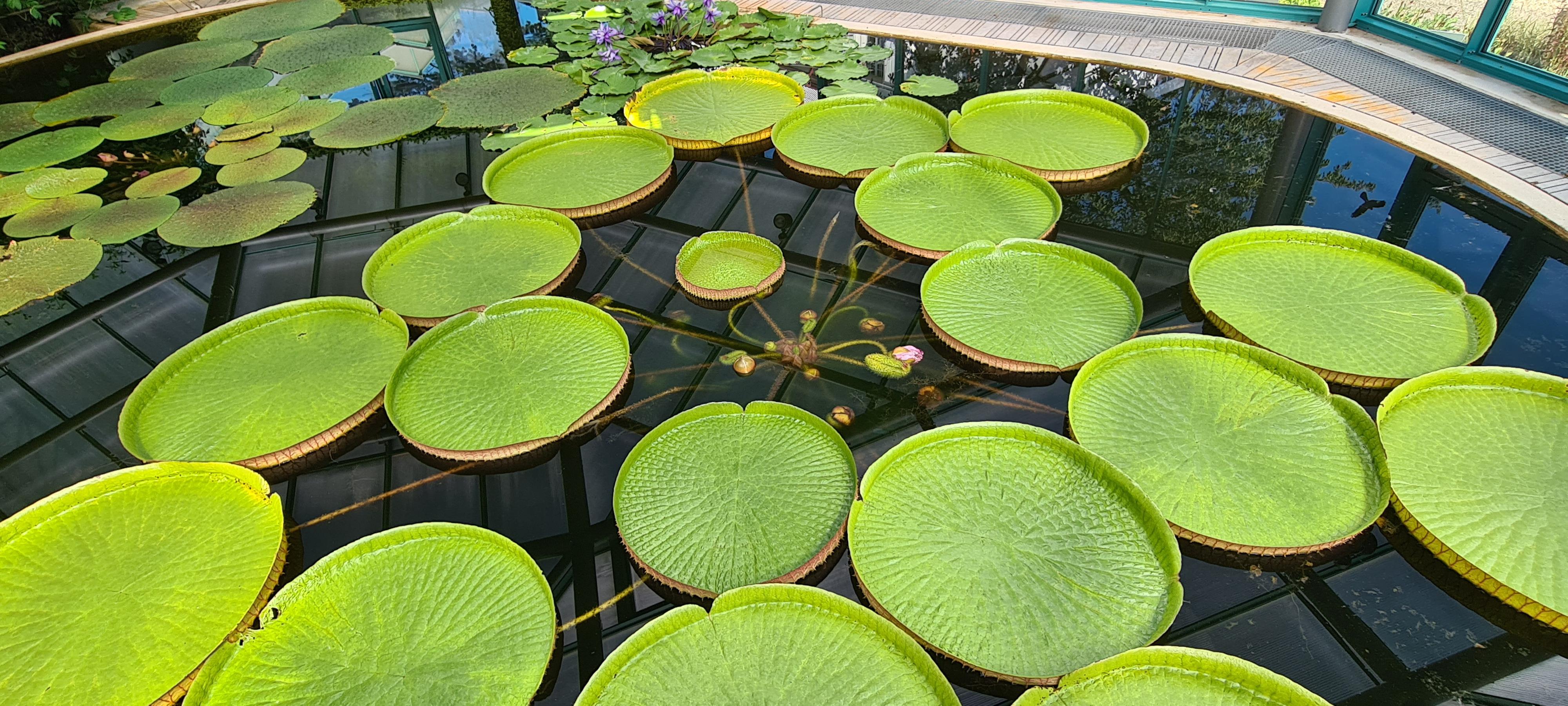 Botanická zahrada Liberec