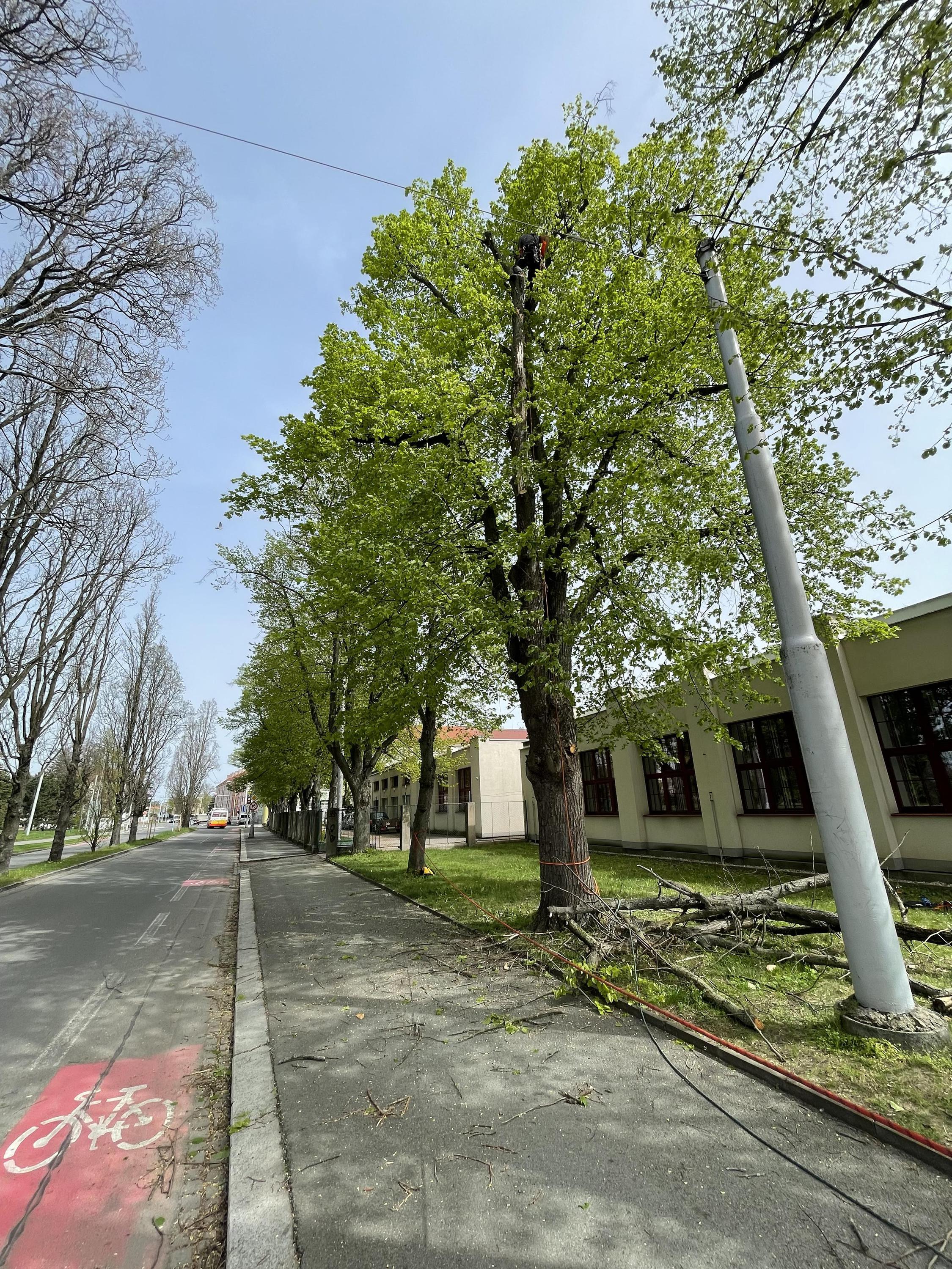 Péče o stromy Lukáš Němec foto 2