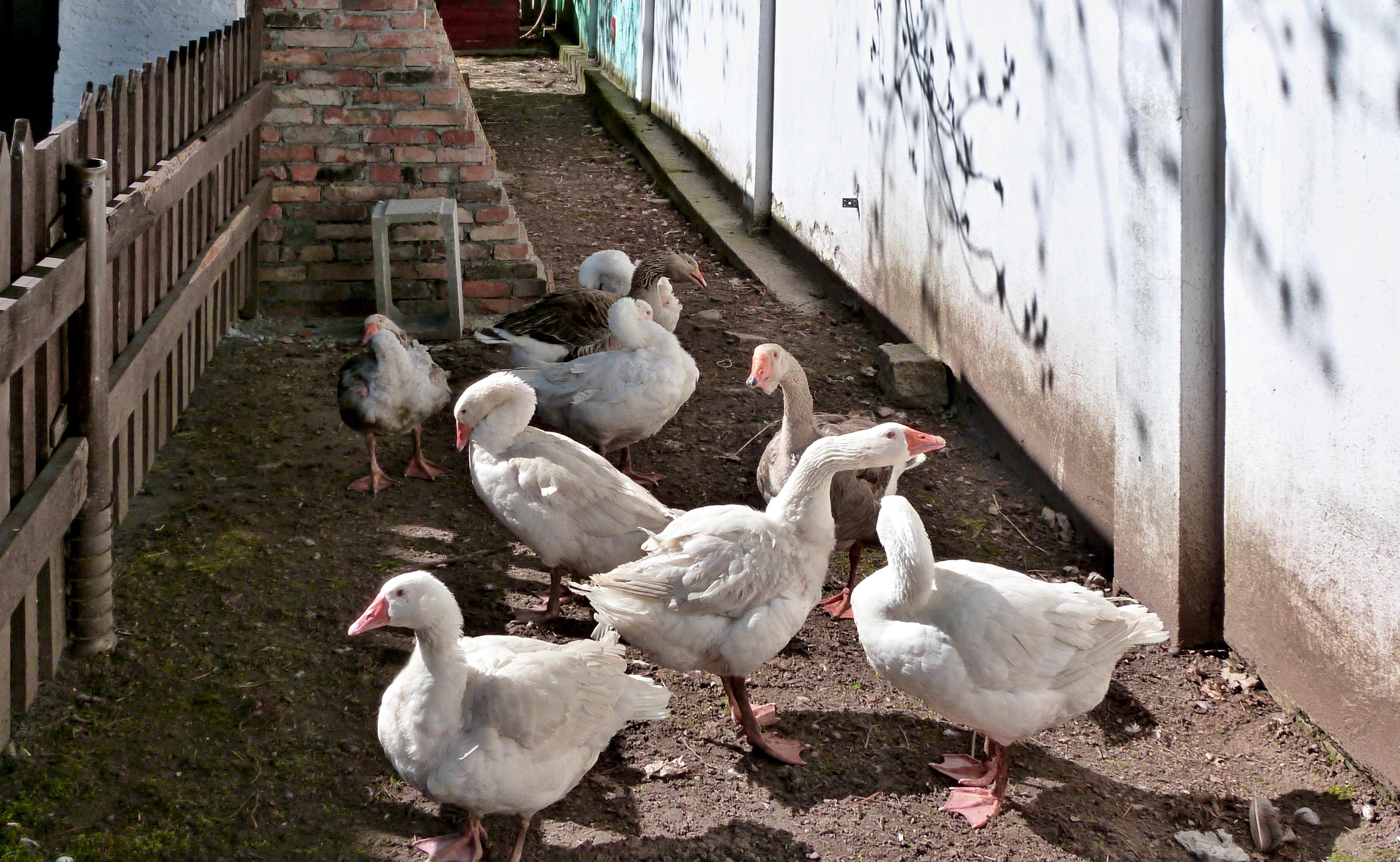 Babiččin dvoreček foto 5