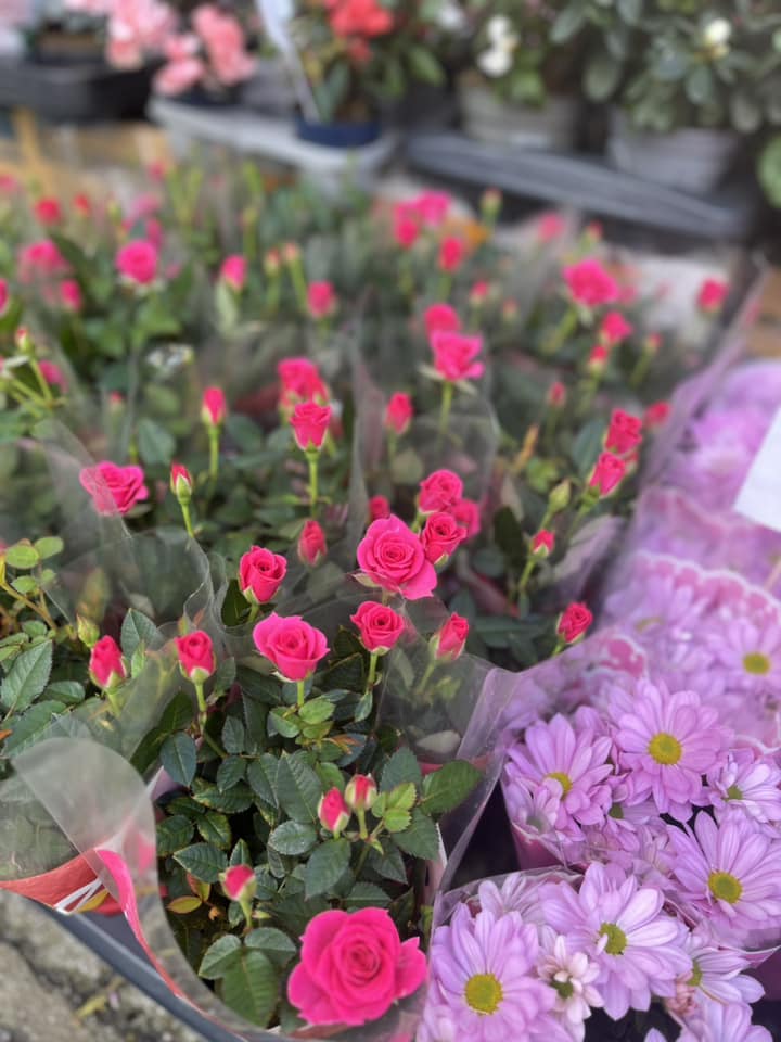 Písecká kytičkárna foto 4