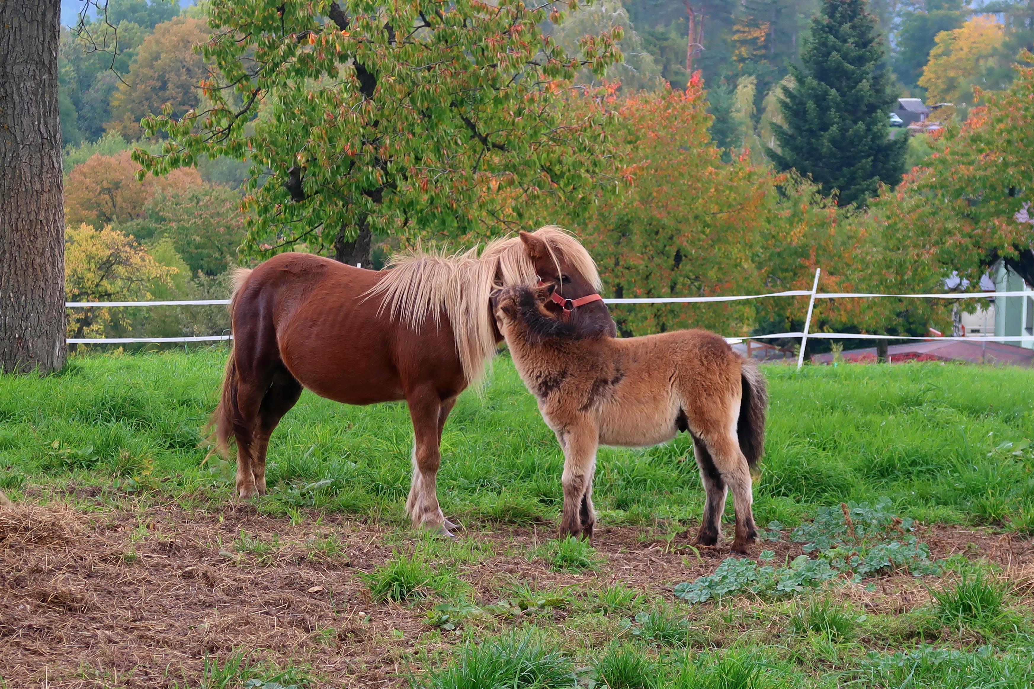 Babiččin dvoreček Licibořice foto 5