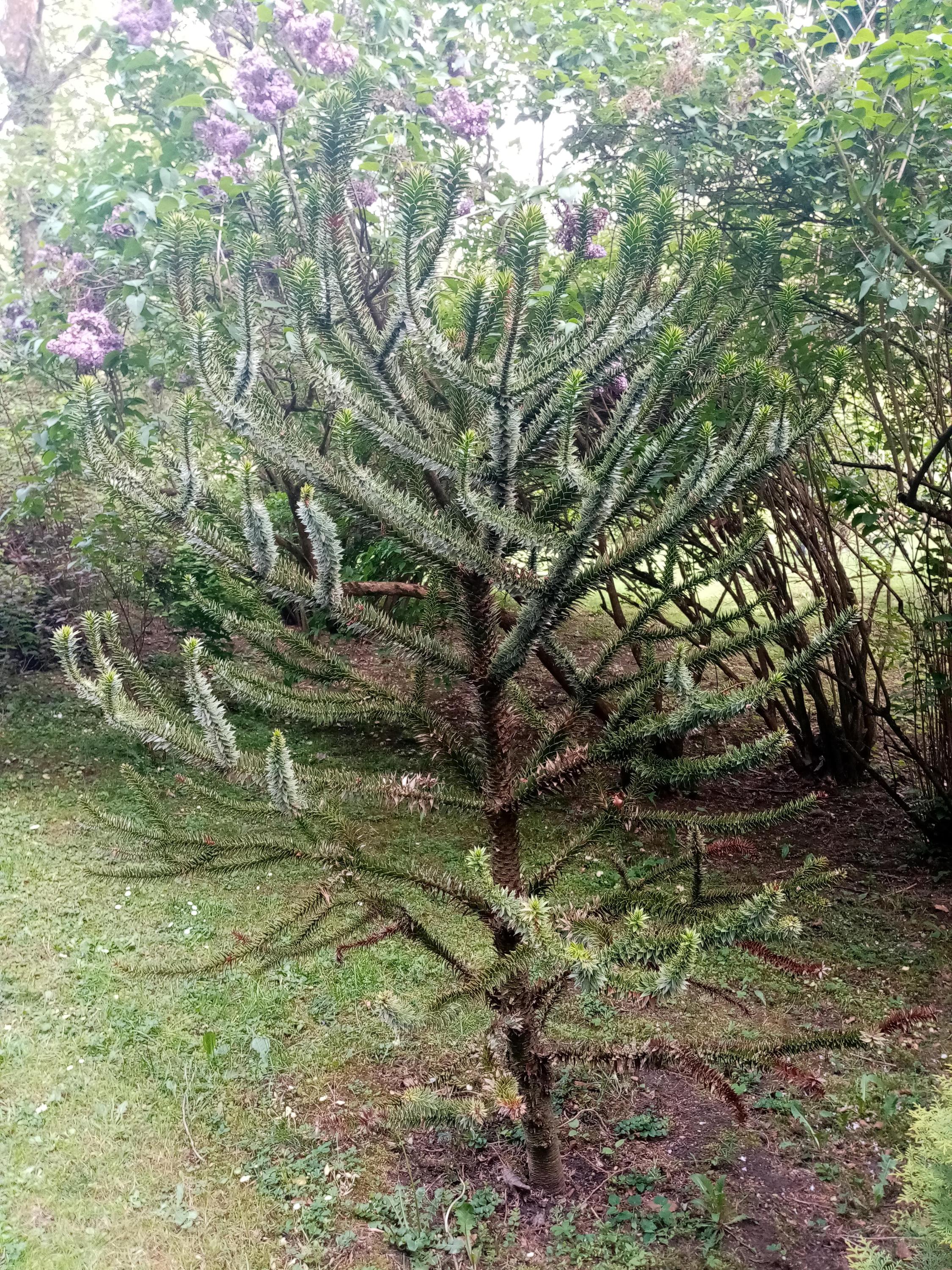 Arboretum Bílá Lhota foto 6