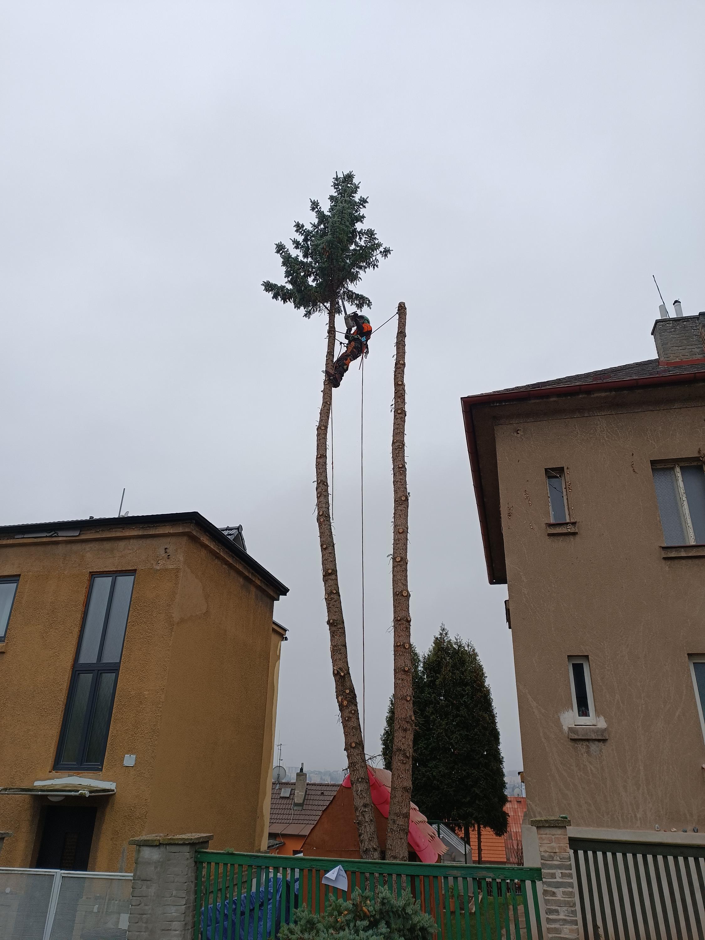 Rizikové kácení stromů - Ondřej Hodný foto 5