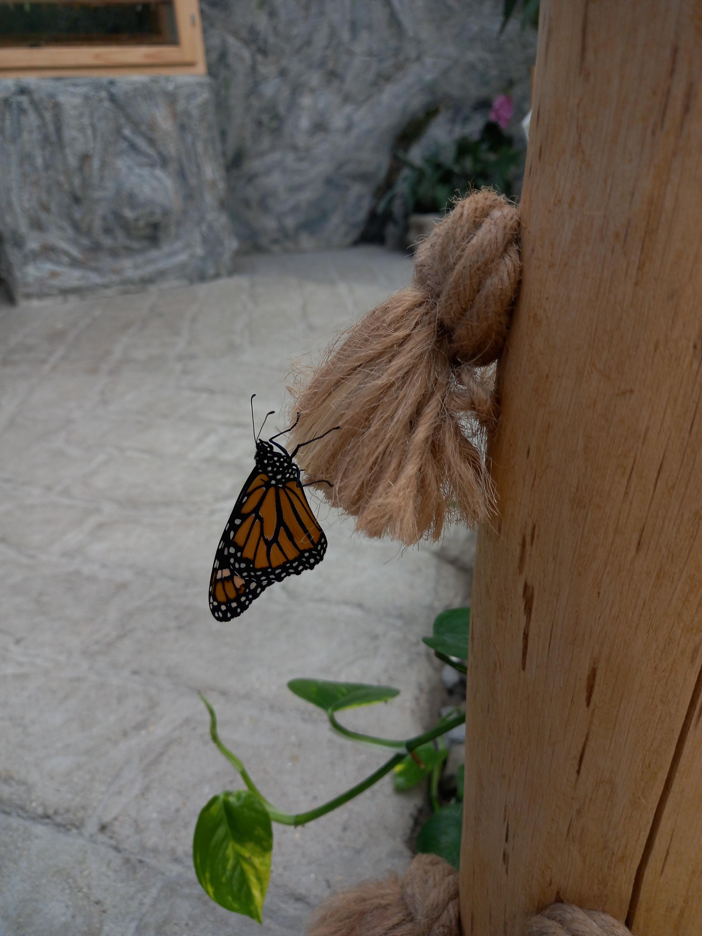 Papilonia – motýlí dům Karlštejn foto 6