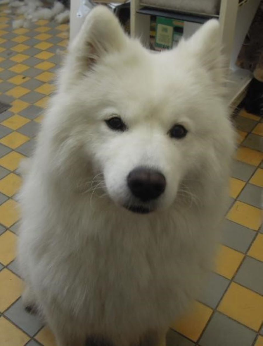 Kurz stříhání psů pro útulky