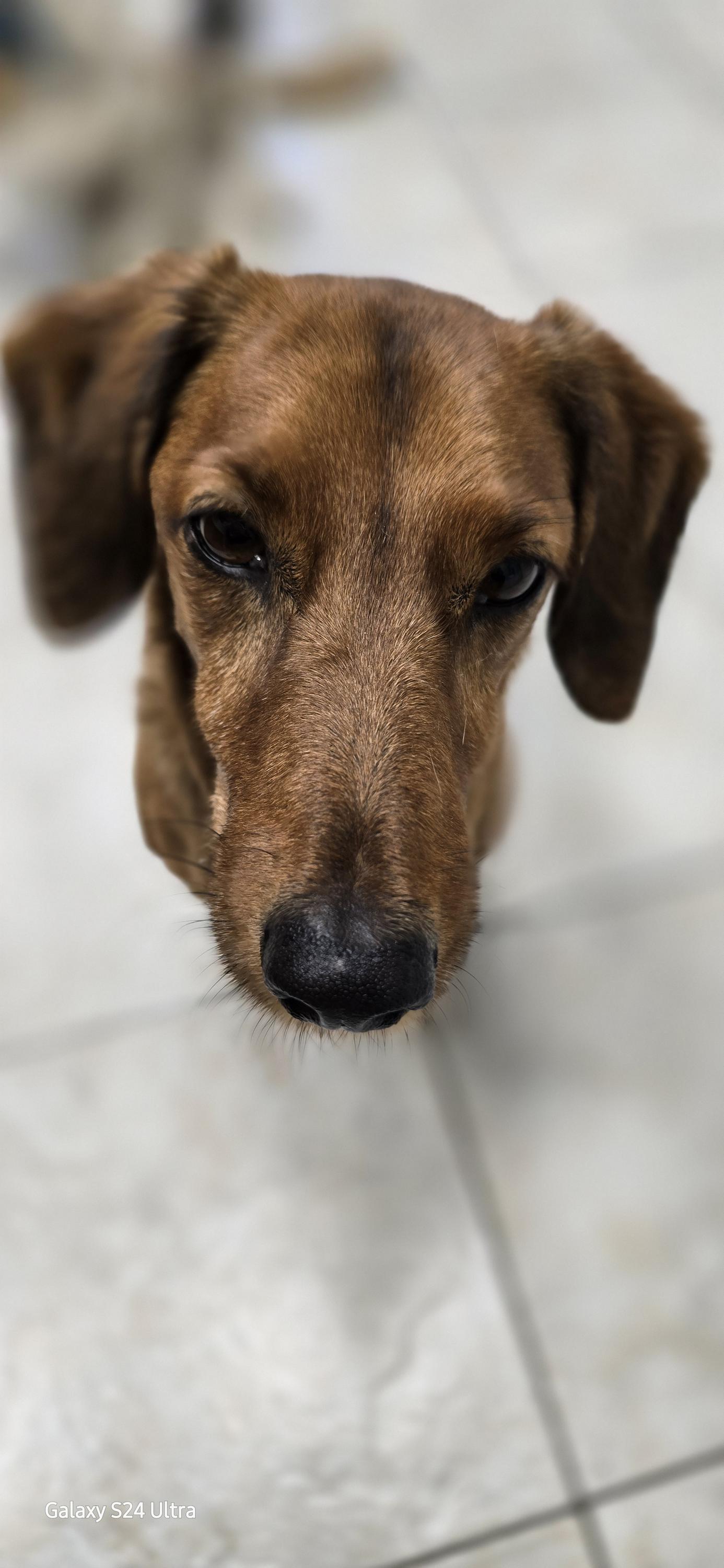 Veterinární ordinace Pečky foto 1