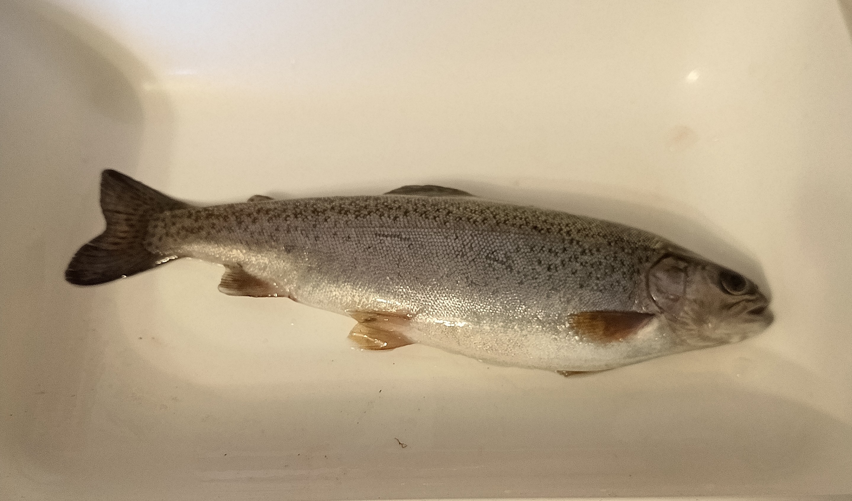 Pstruhařství Kunkovice - Vlastimil Pikálek foto 3