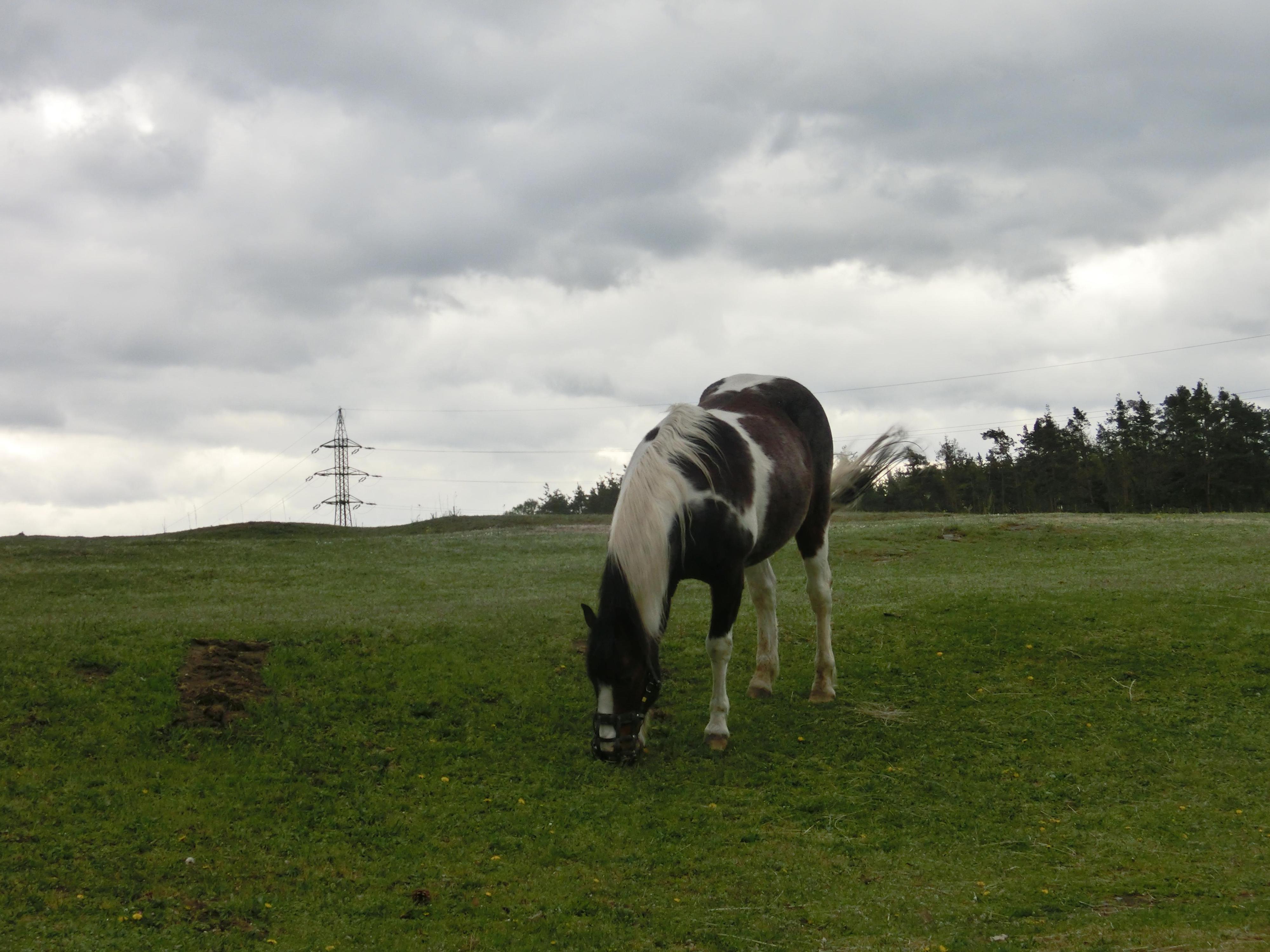 Minizoo při Centru ochrany fauny ČR foto 6