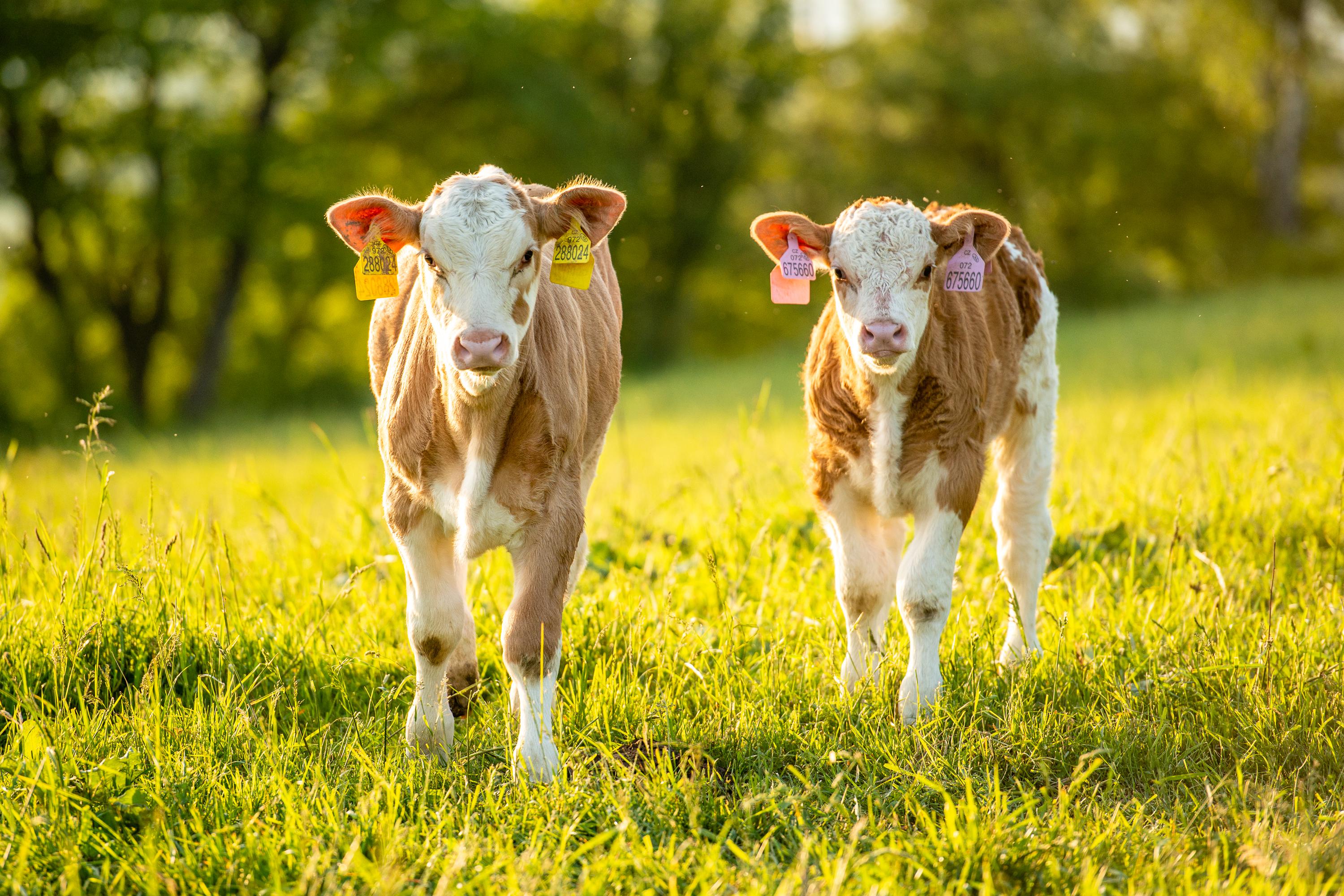 Agrofyto, spol s.r.o.