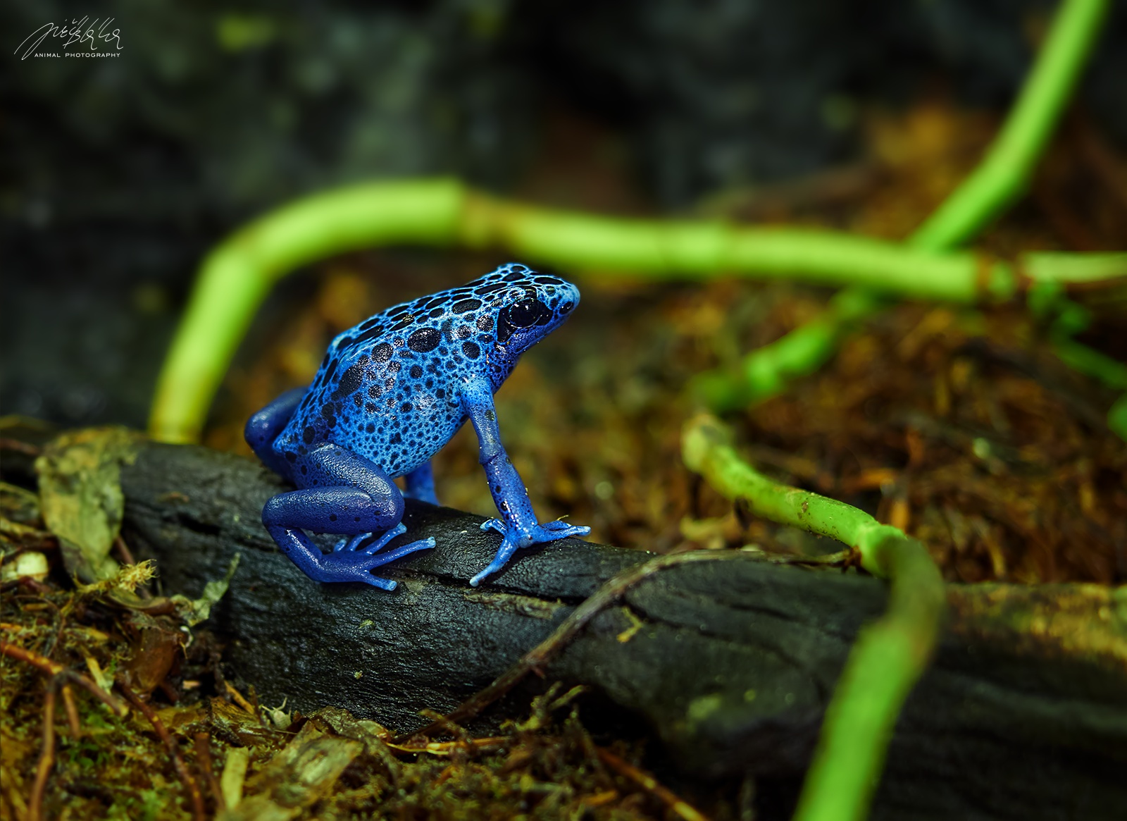 Zoologická zahrada Na Hrádečku foto 6