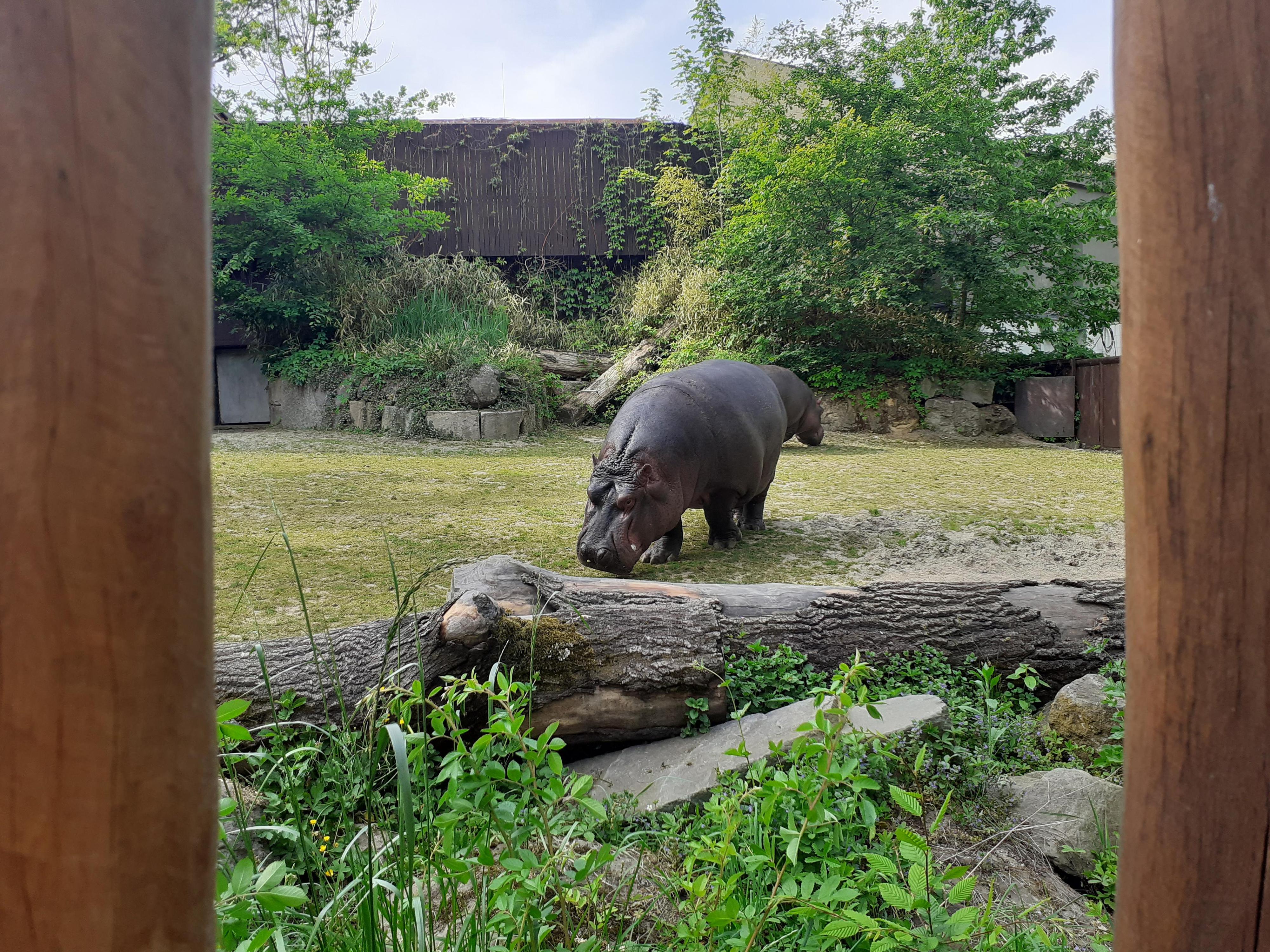Zoologická zahrada a botanický park Ostrava foto 6