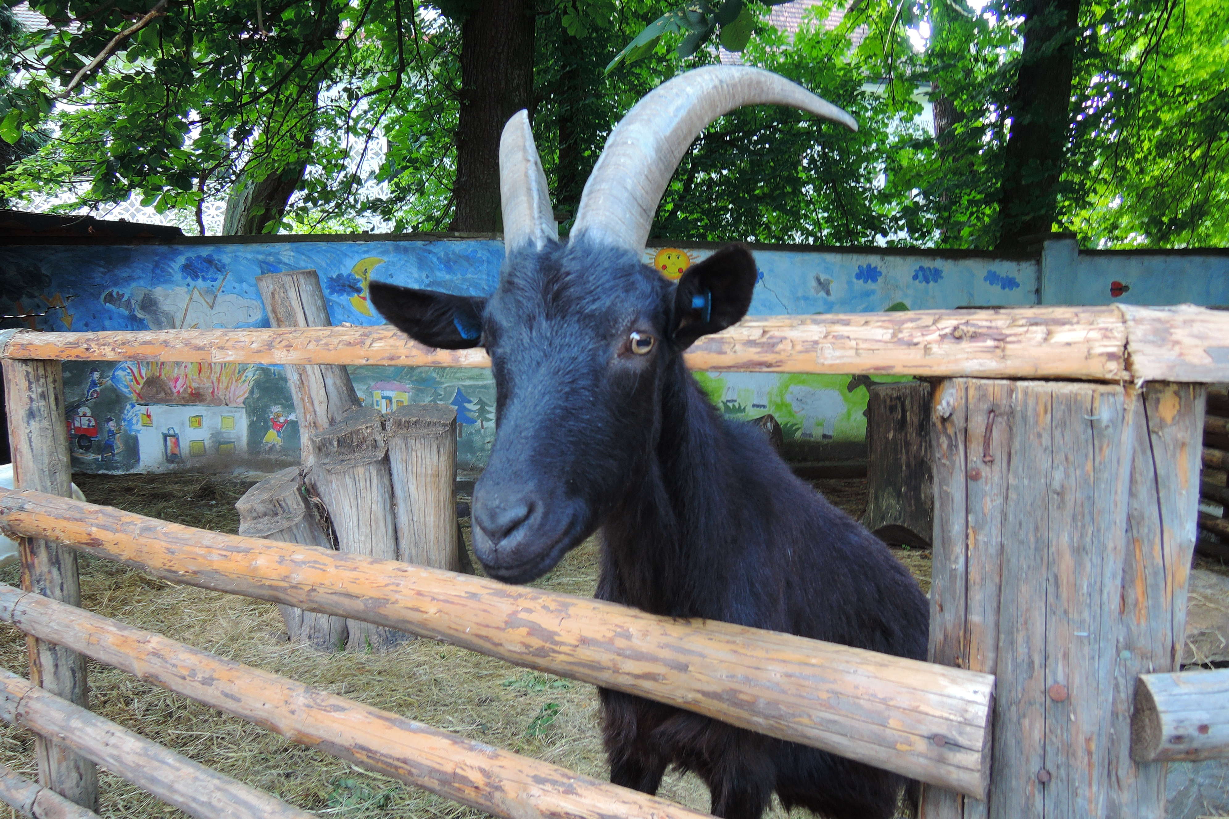 Babiččin dvoreček