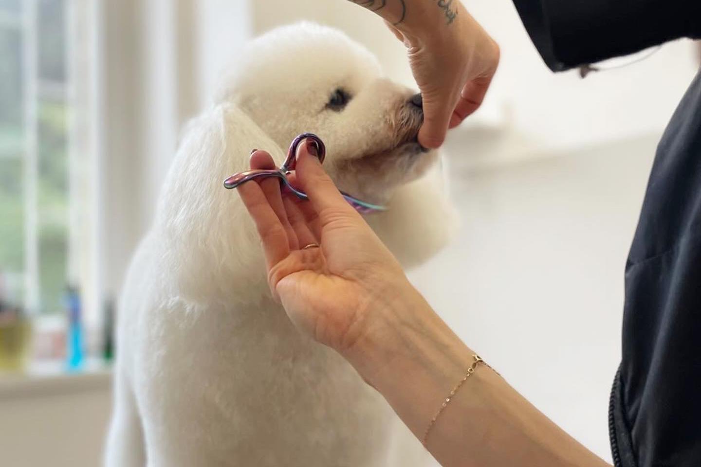 ADYLA TRE PREMIUM DOG SERVICES