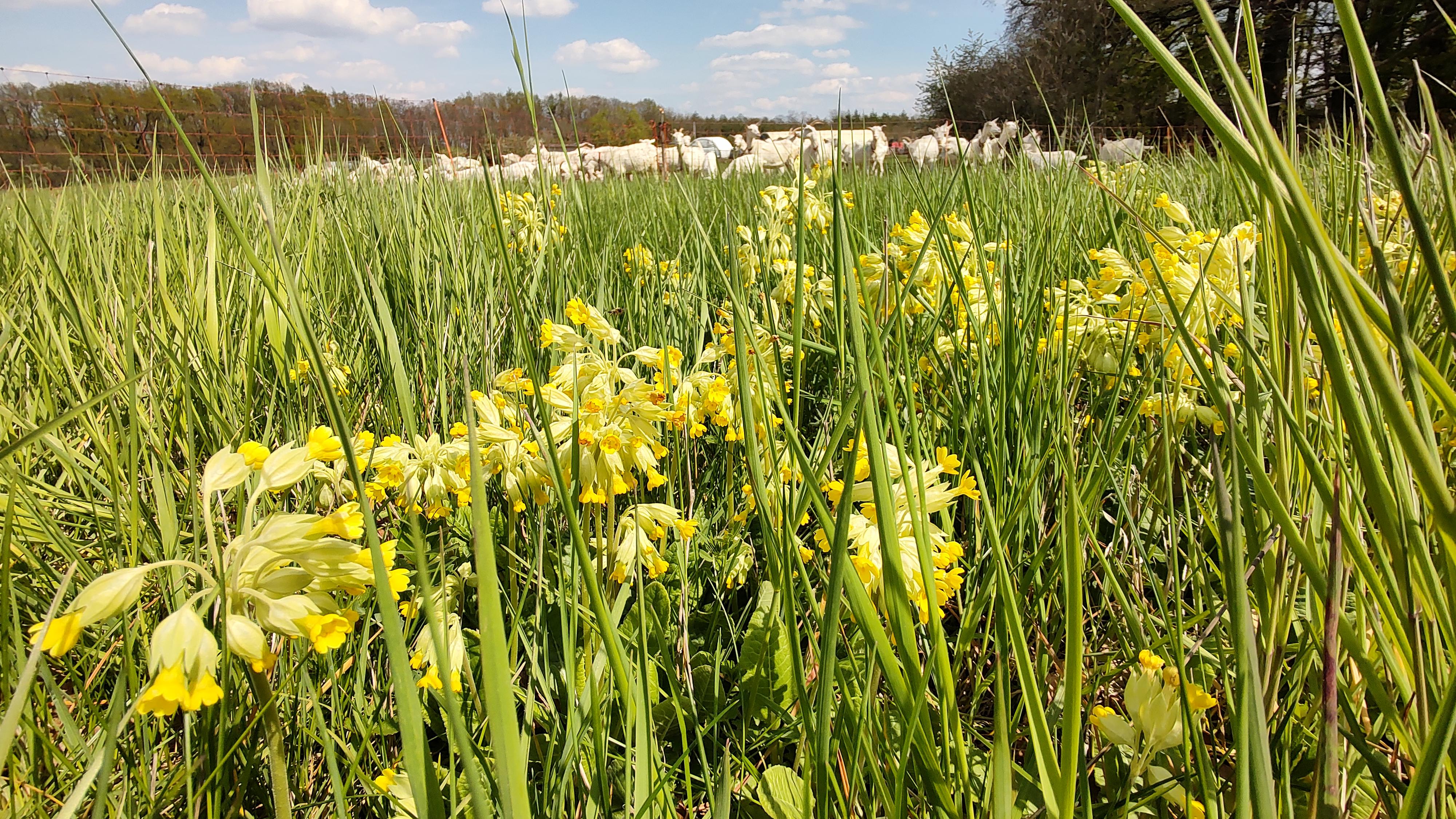 Kozí BIO farma Dolínek