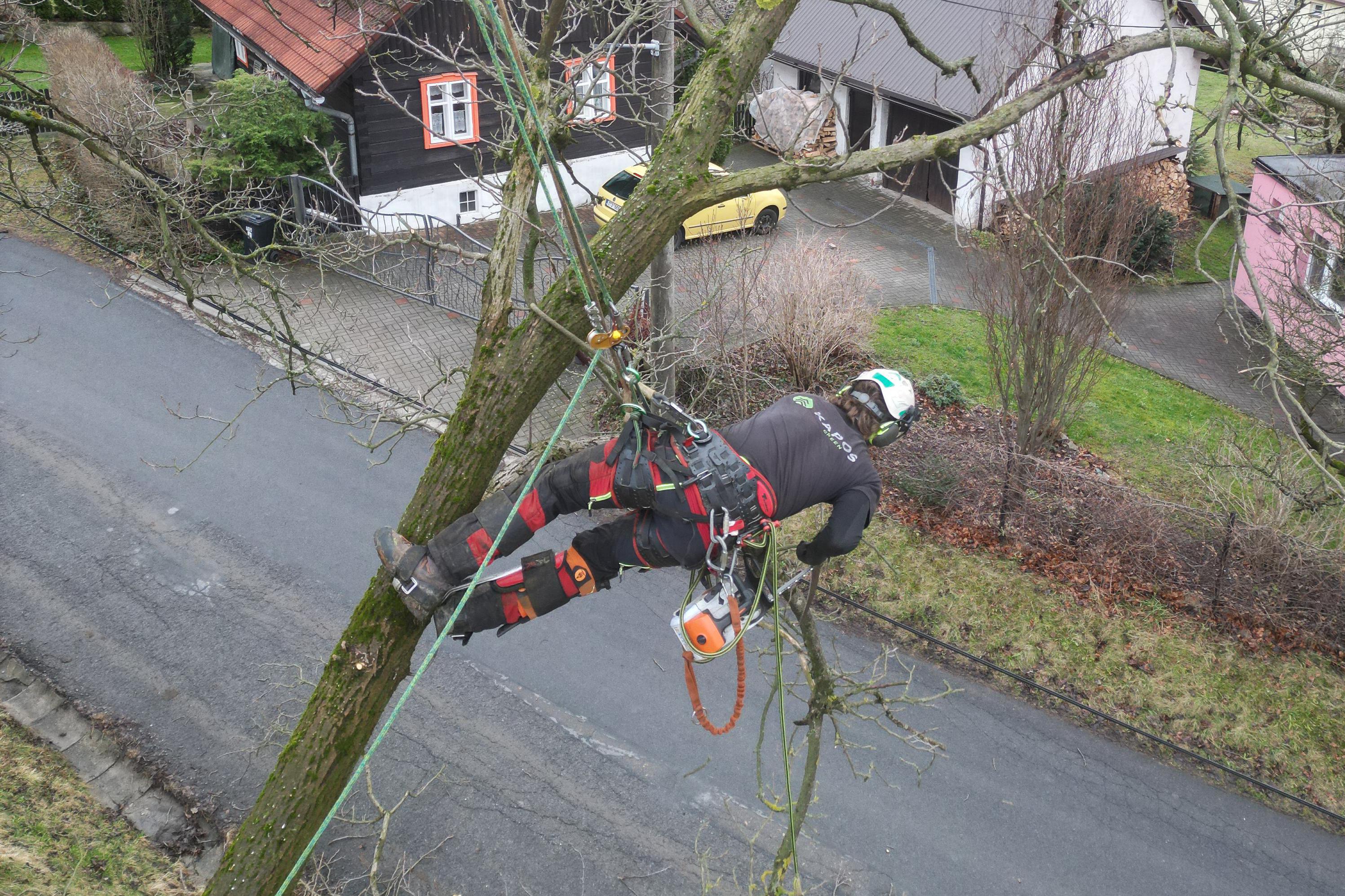 Bezpečnostní a zdravotní ořezy arboristou