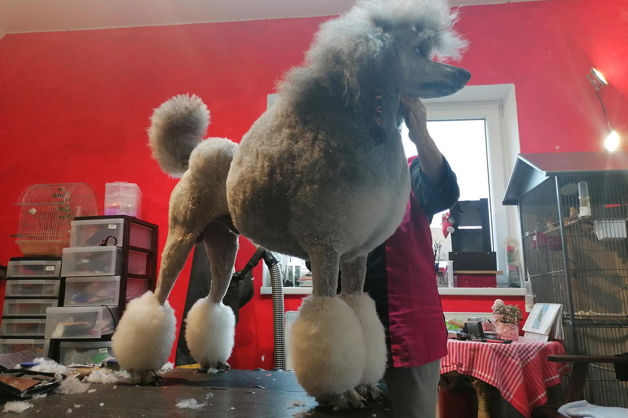 SALON BLACK AND WHITE