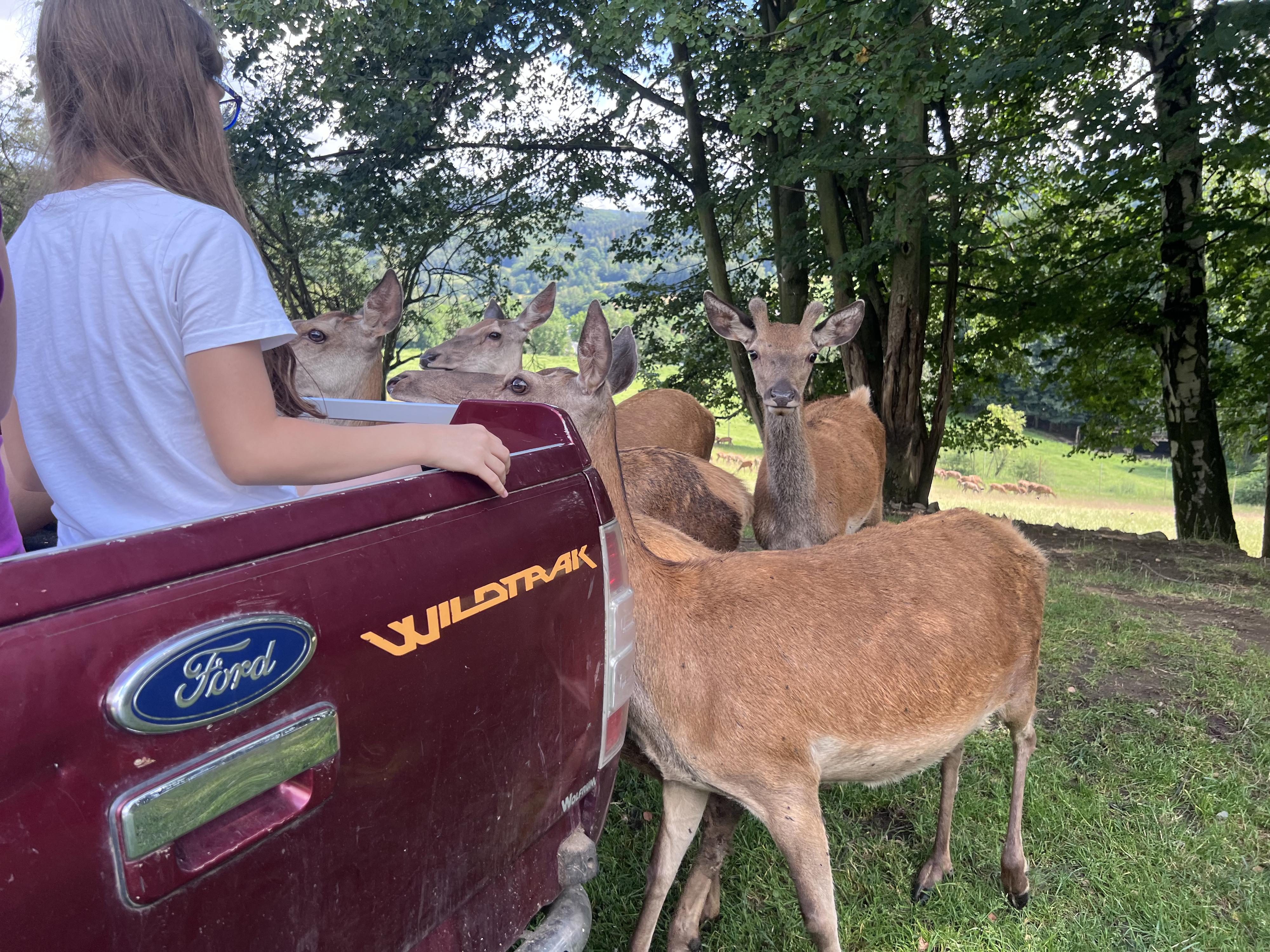 Jelení safari - Koukej farma foto 6