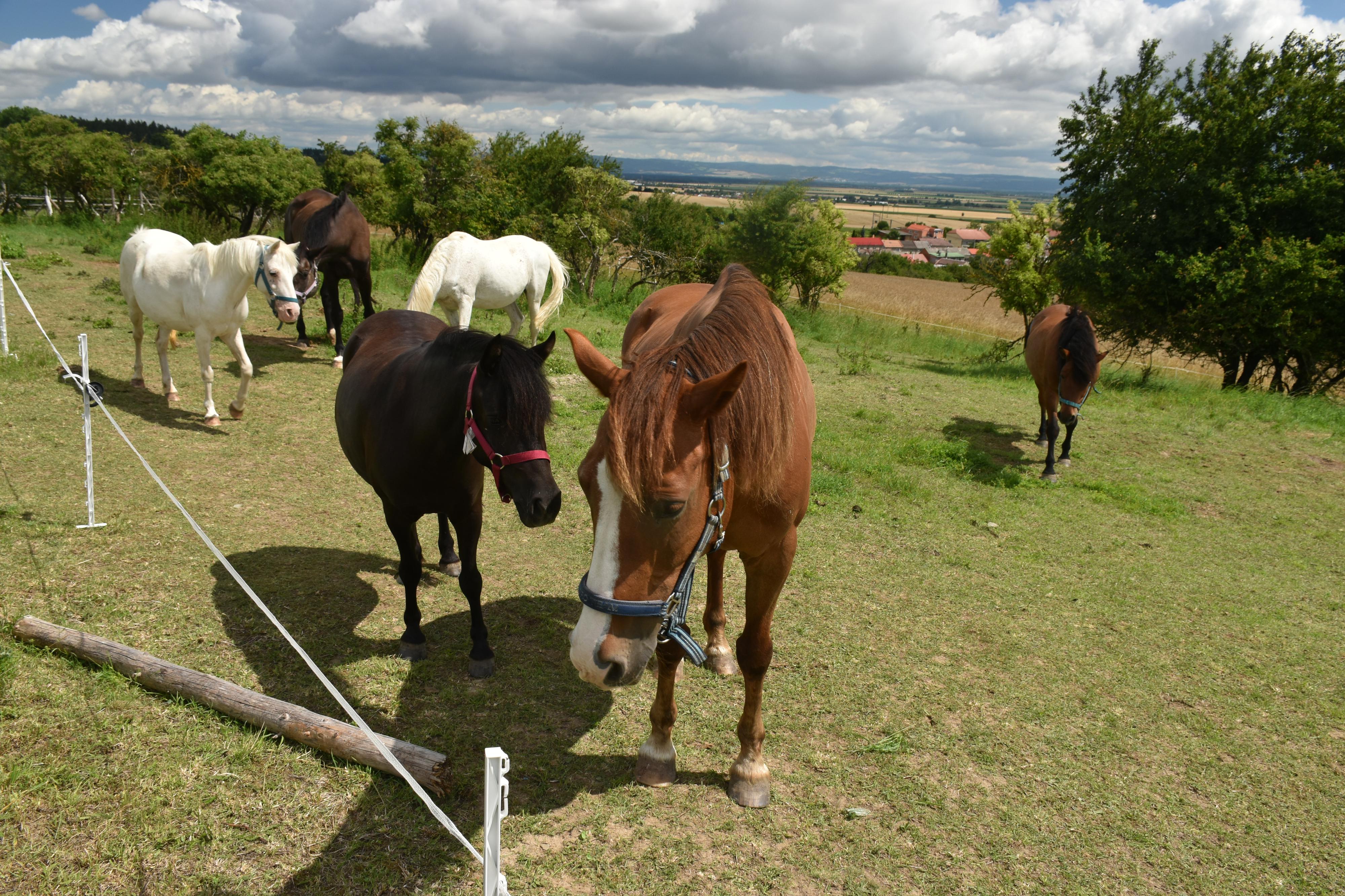 Naše malá farma Ludéřov foto 2