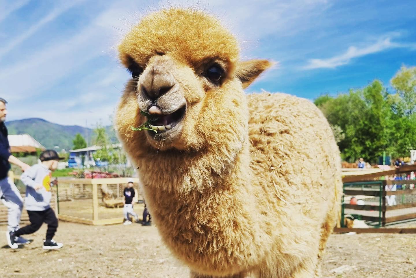 Farmička Chaba z.s.