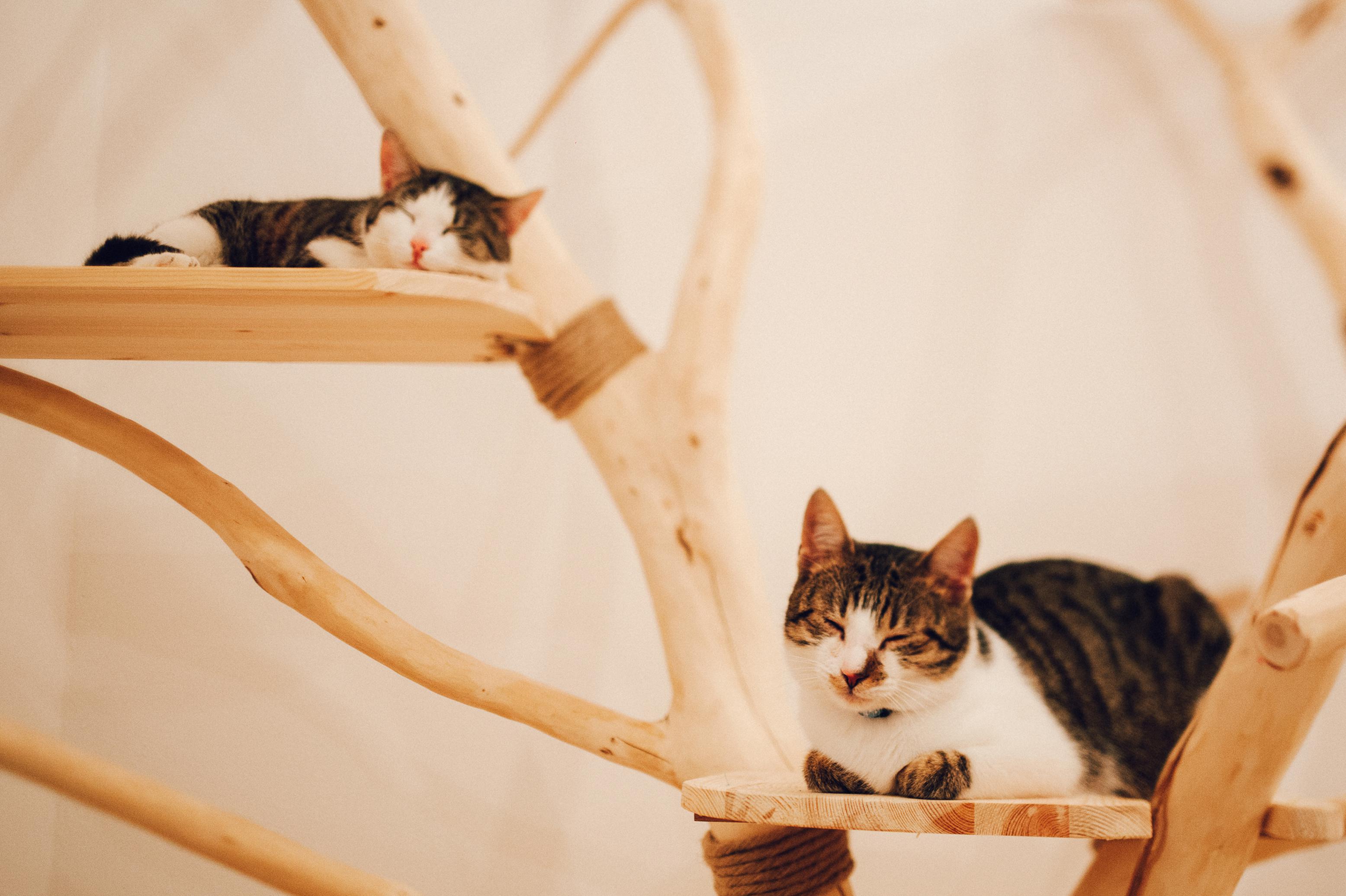 Pelíšek - kočičí kavárna