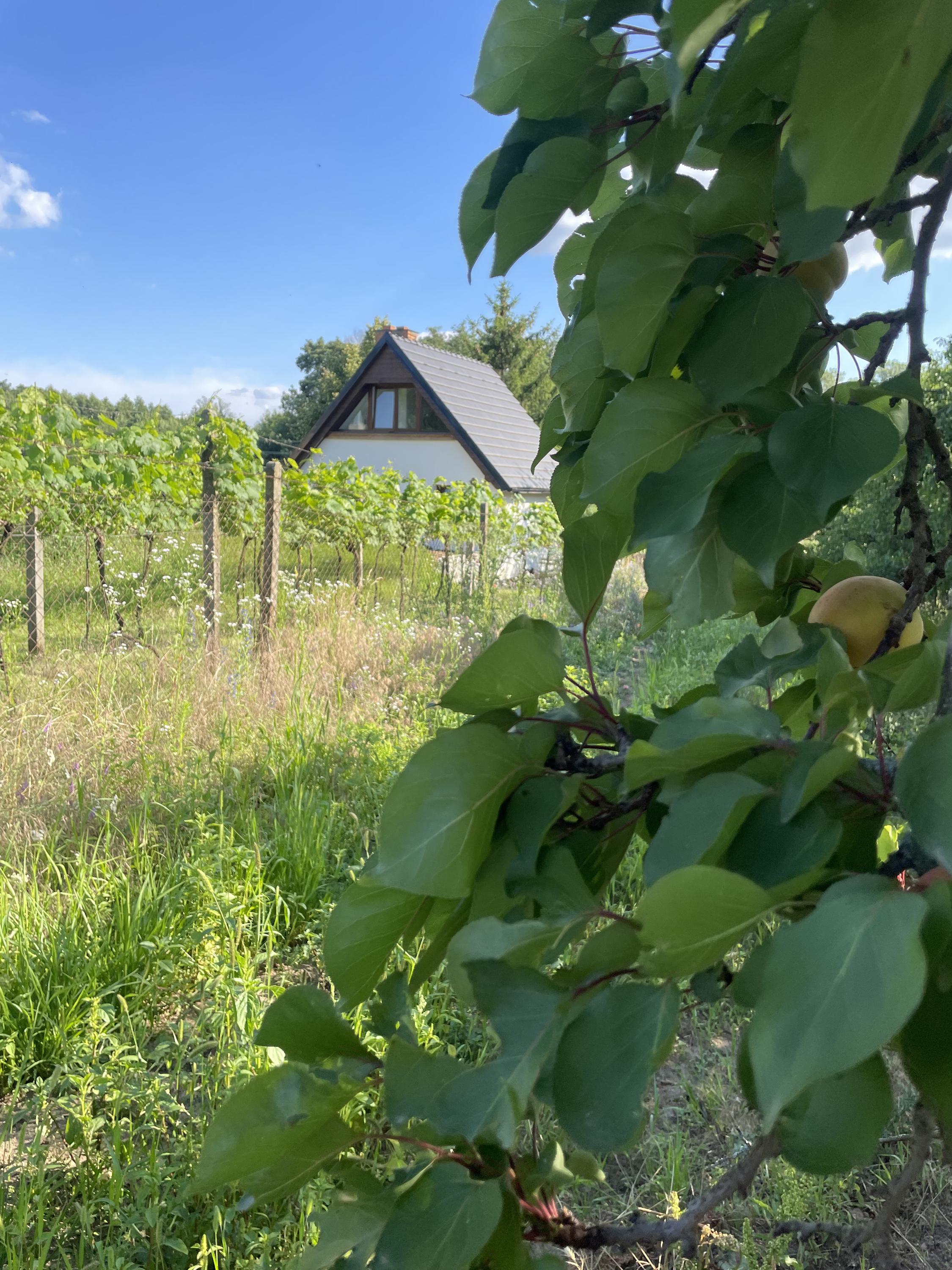 Wine & Relax Mezi Sklepy foto 6