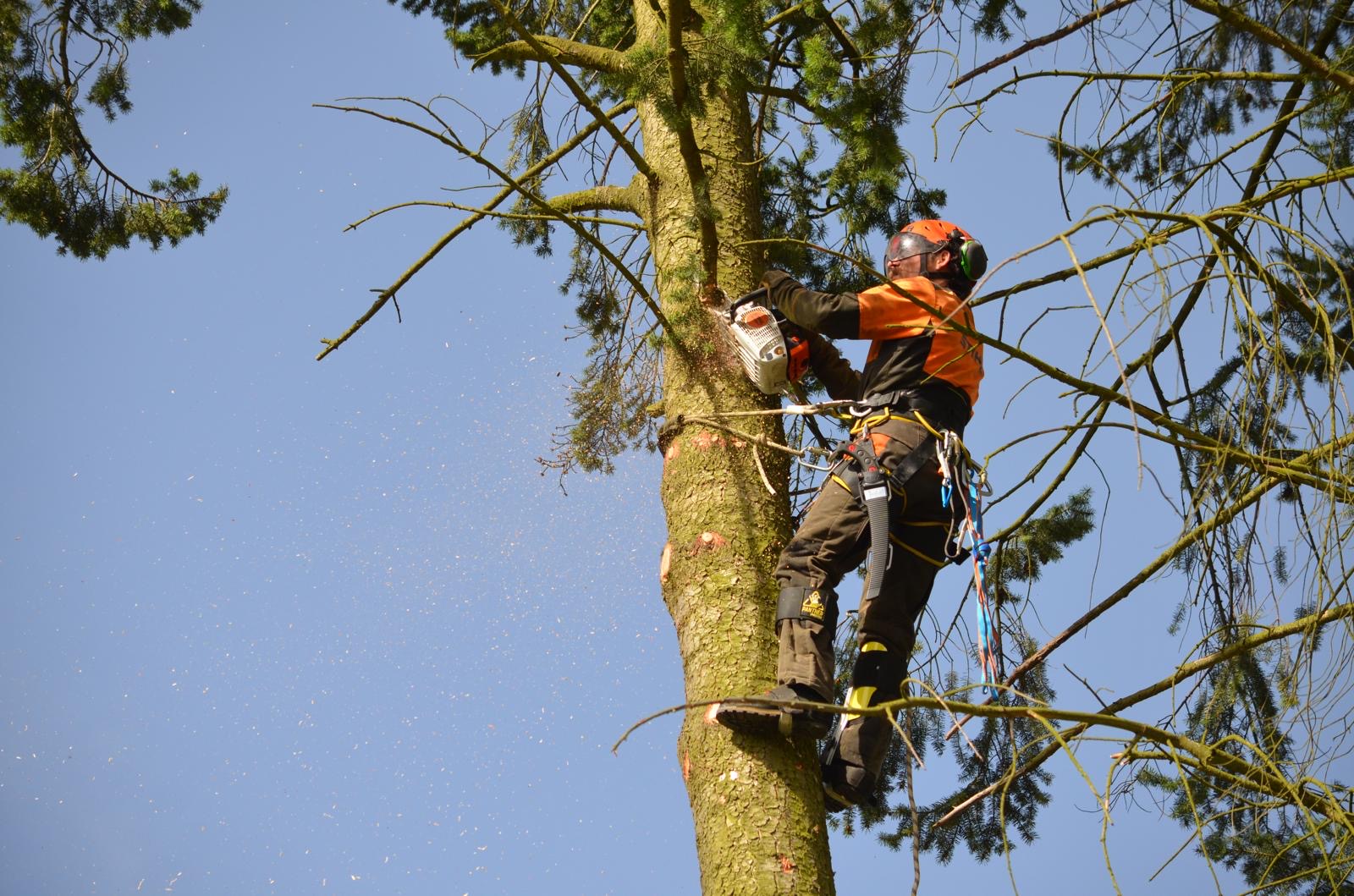 Rizikové kácení stromů Pešek foto 5