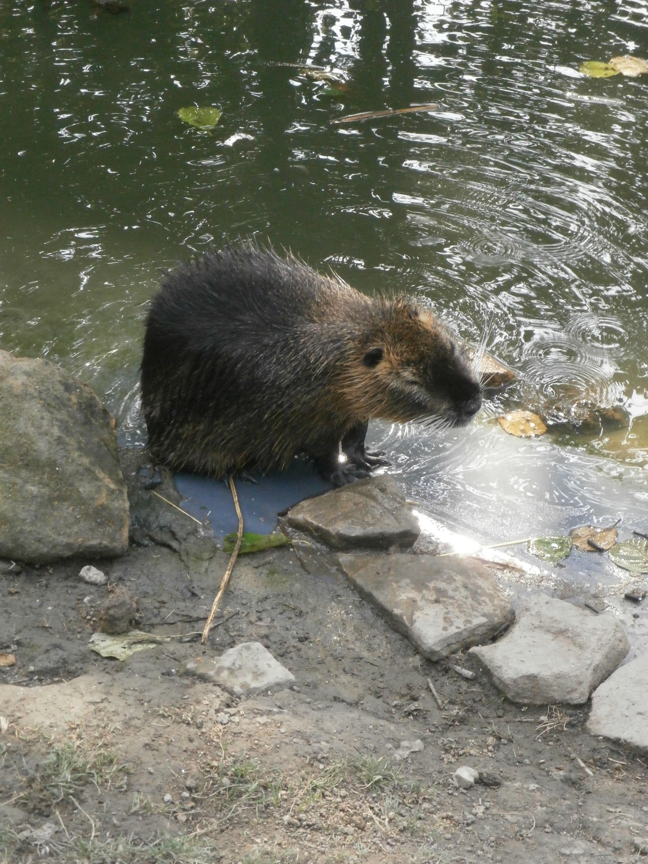 AVES foto 6