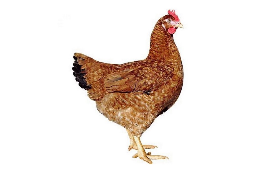 Dominant Červeně Žíhaný D159