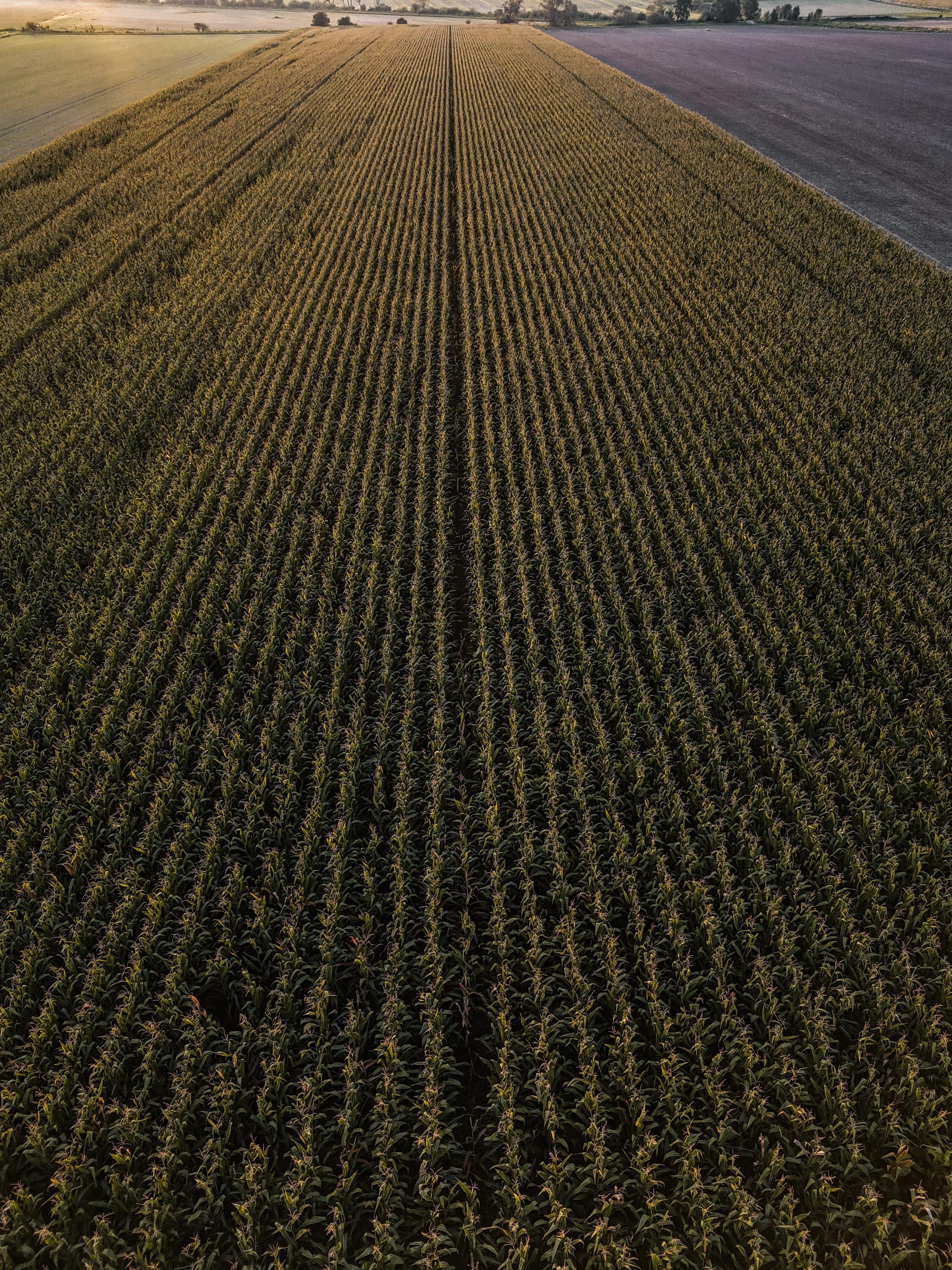 Zemědělské družstvo "Agroholding" se sídlem v Bernarticích foto 3
