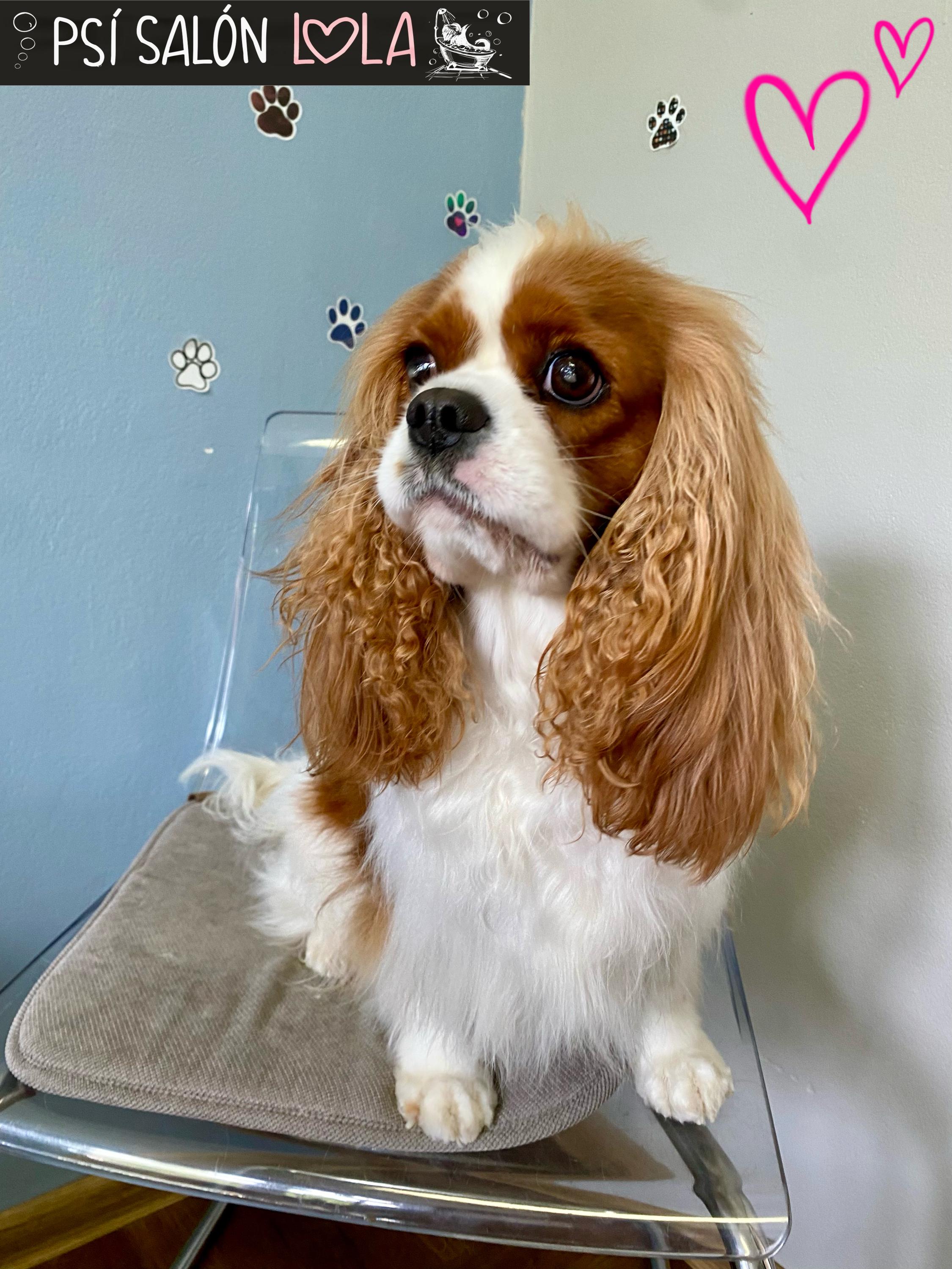 Psí salon Lola foto 3