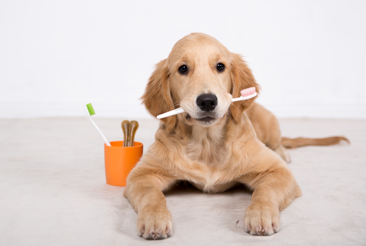 Odstranění zubního kamene a plaku bez narkózy