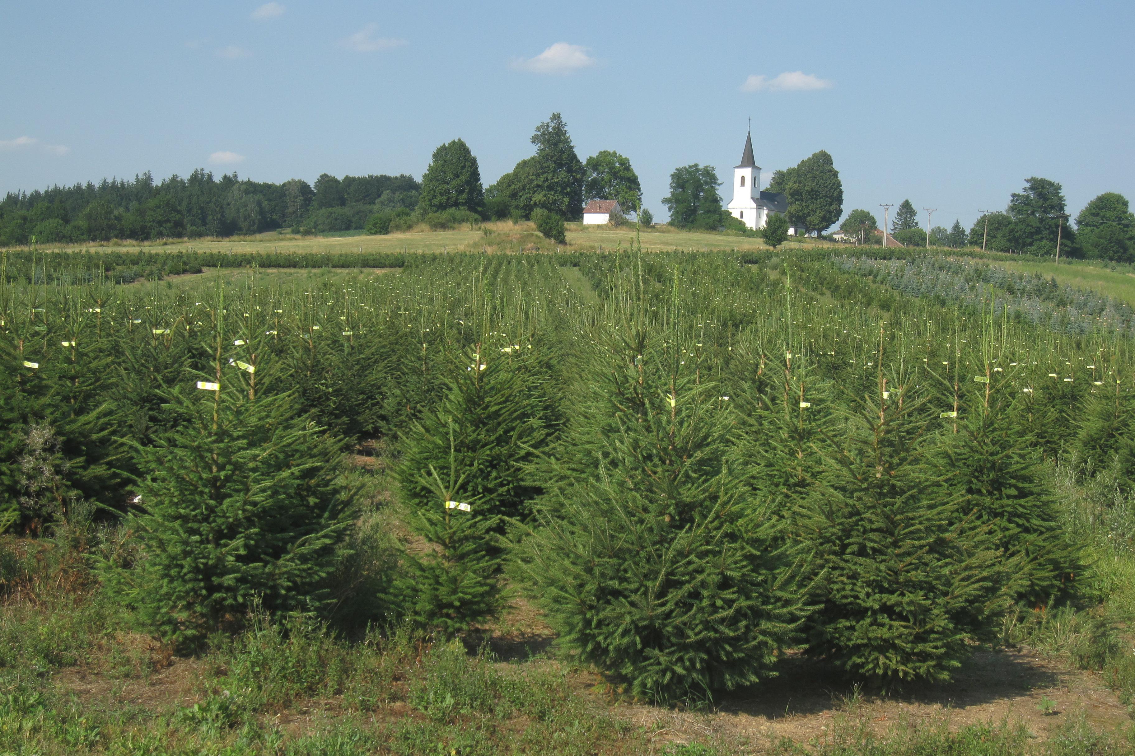 BAOBAB - vánoční stromky s.r.o. foto 1