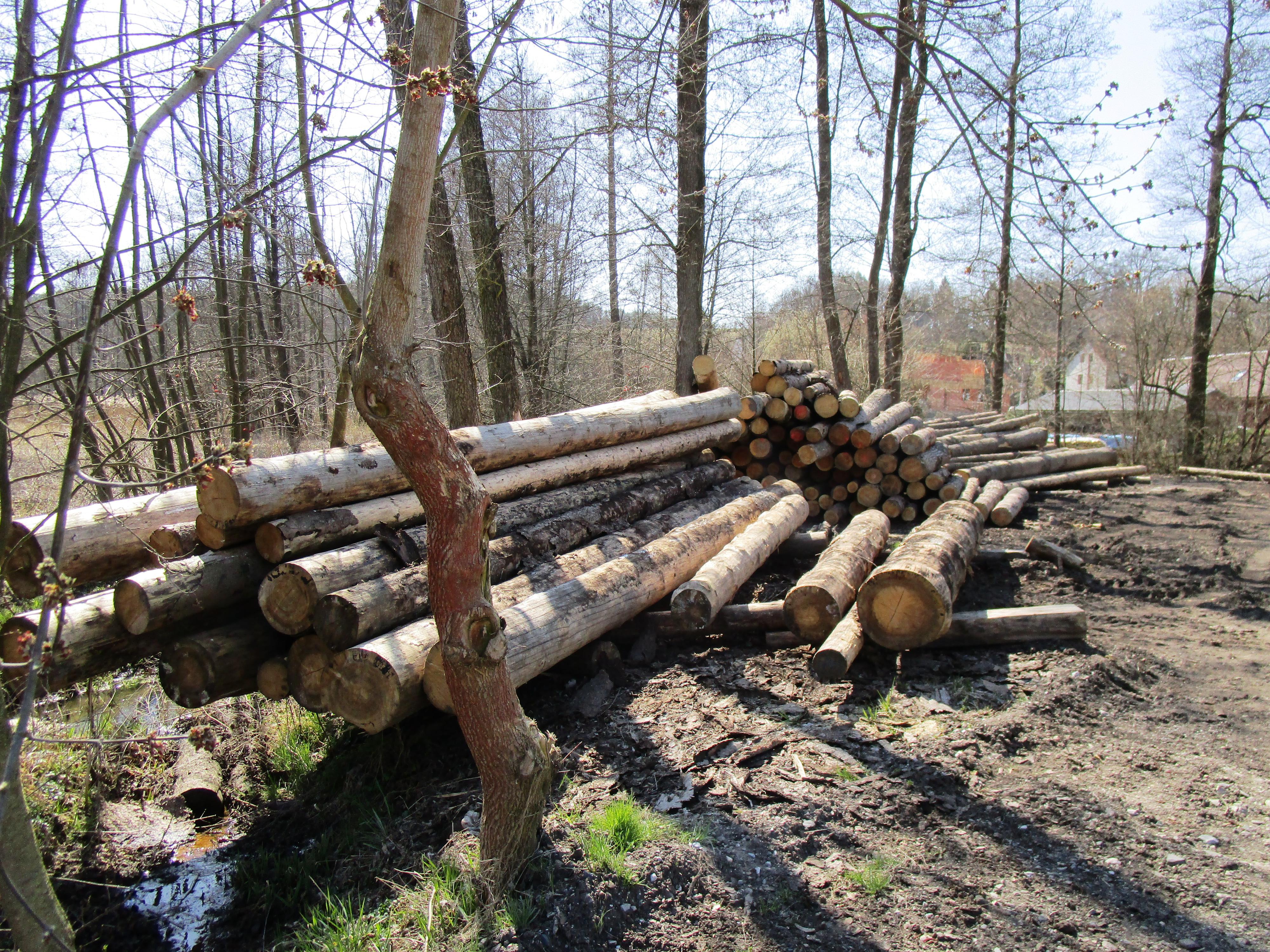 Pila Borovice - Vít Hýzler foto 3