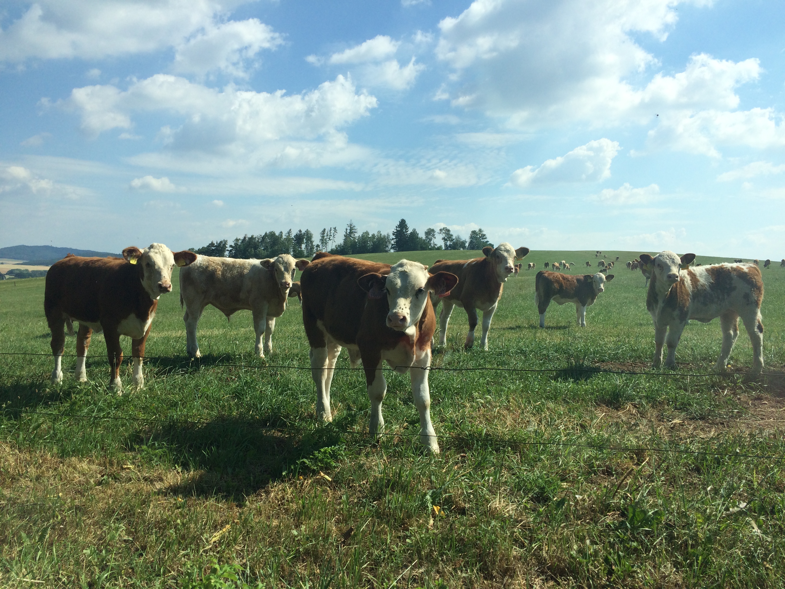 Farma Šidlákov s.r.o. foto 2