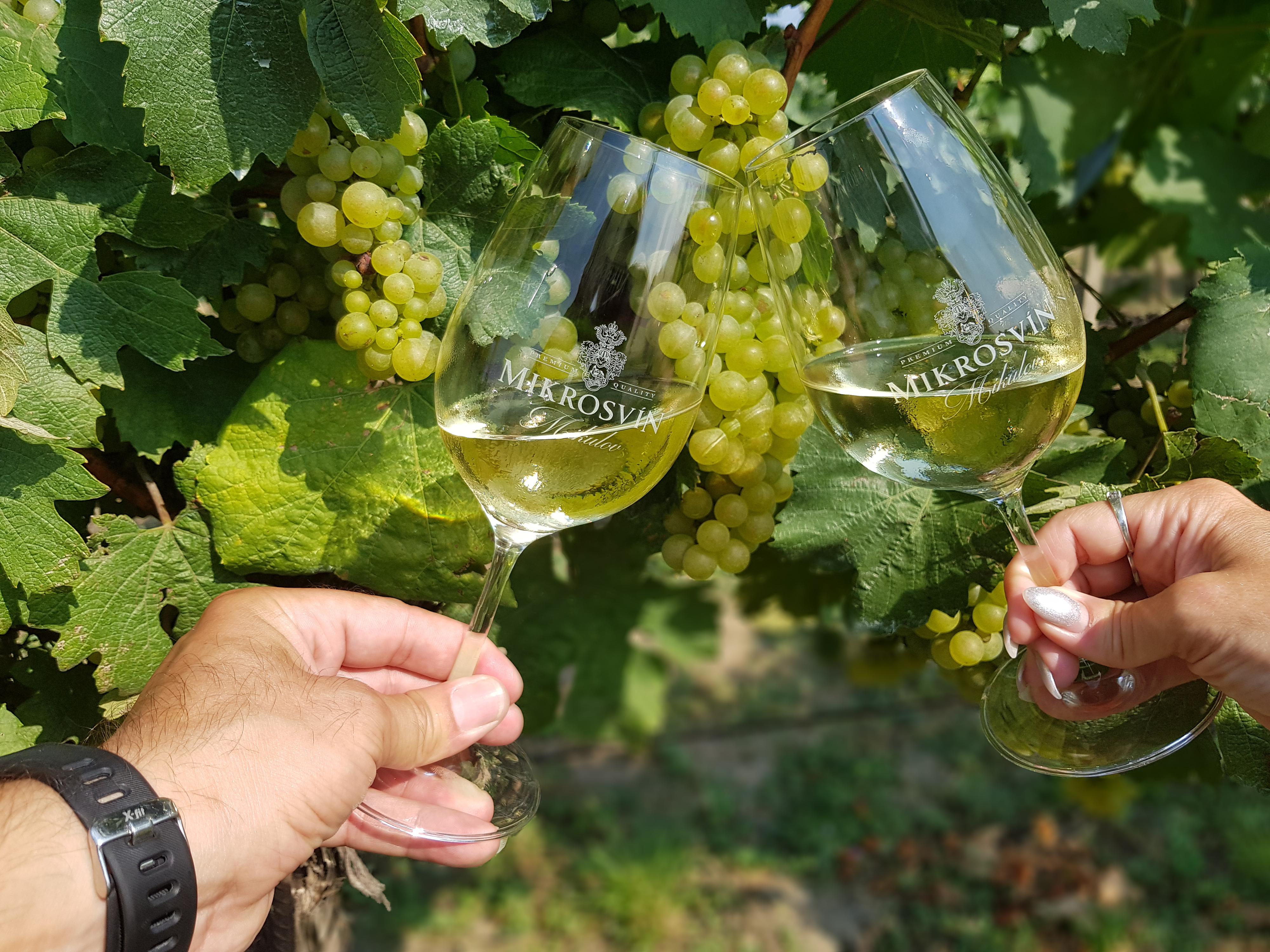 Vinařství Mikrosvín Mikulov foto 5