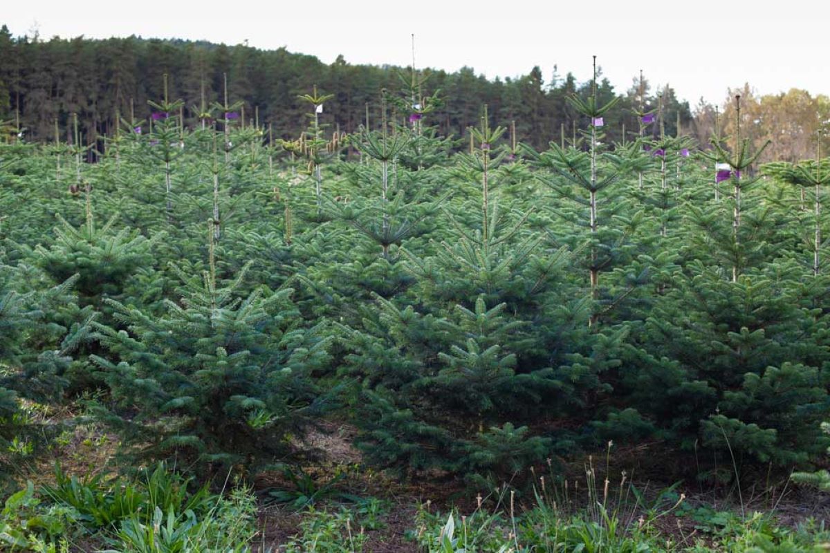 Plantáž Přehájek