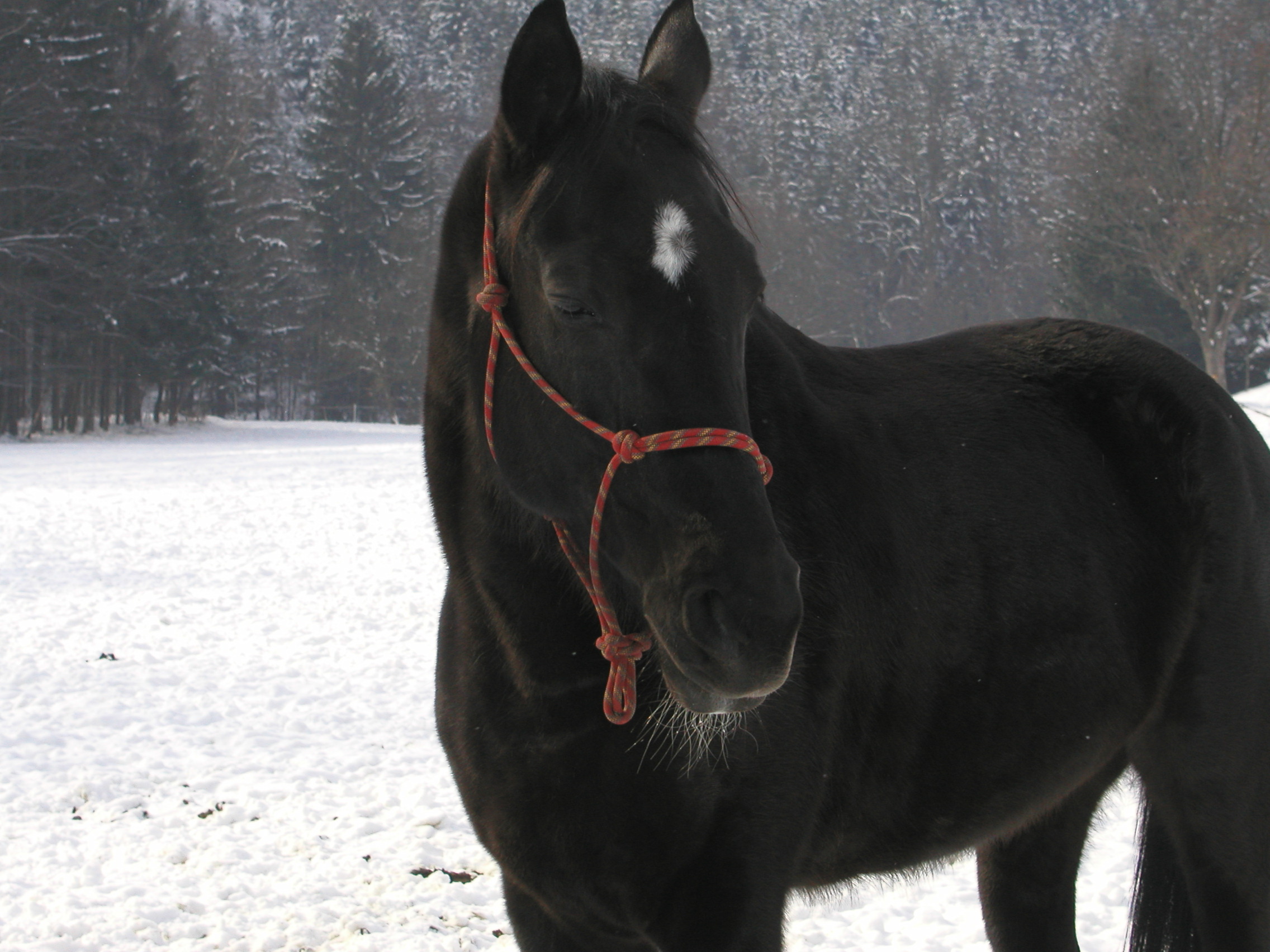 Stáj Euridika foto 5