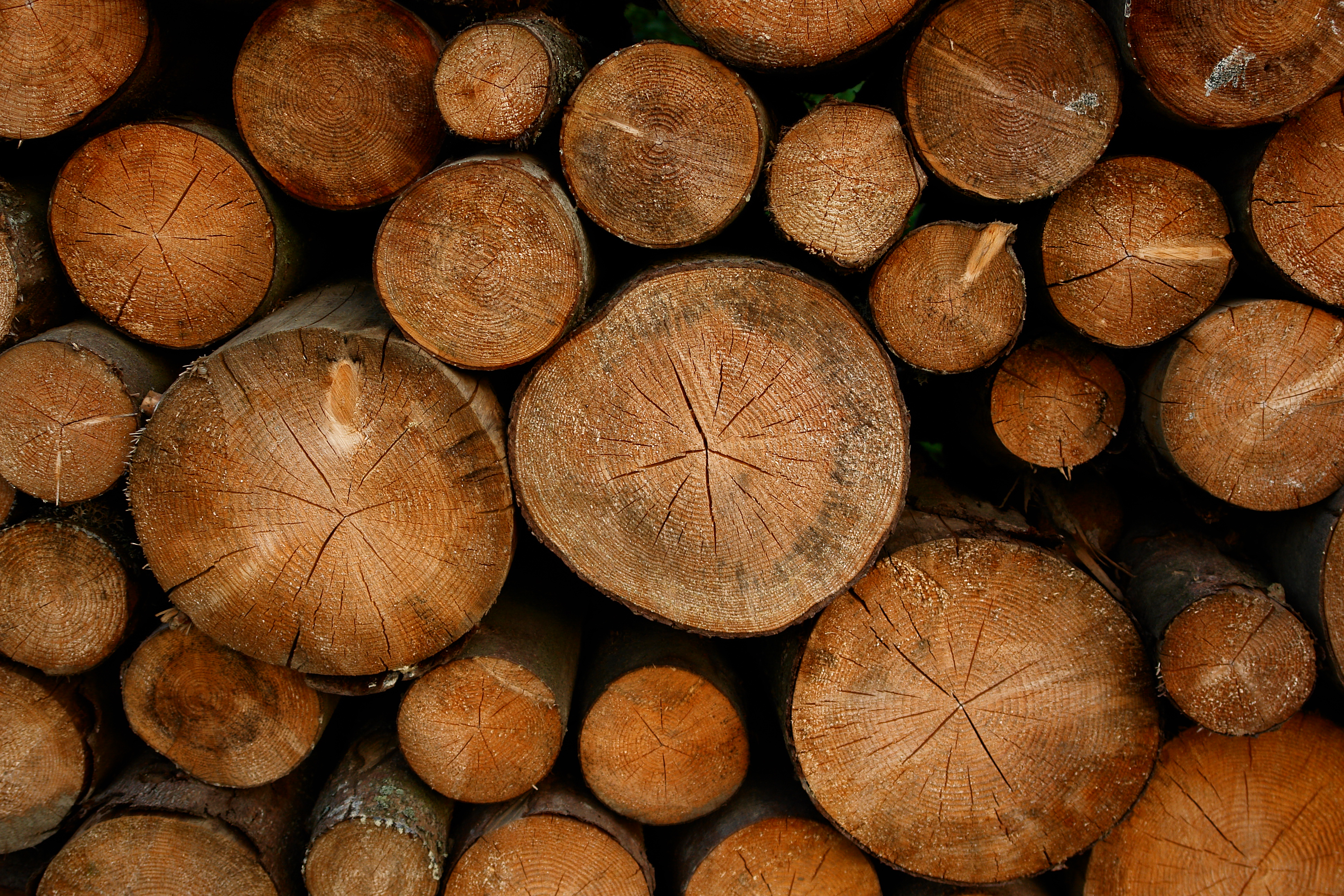 Palivové dřevo Morava - Slezsko, Házerová, s. r. o. foto 2