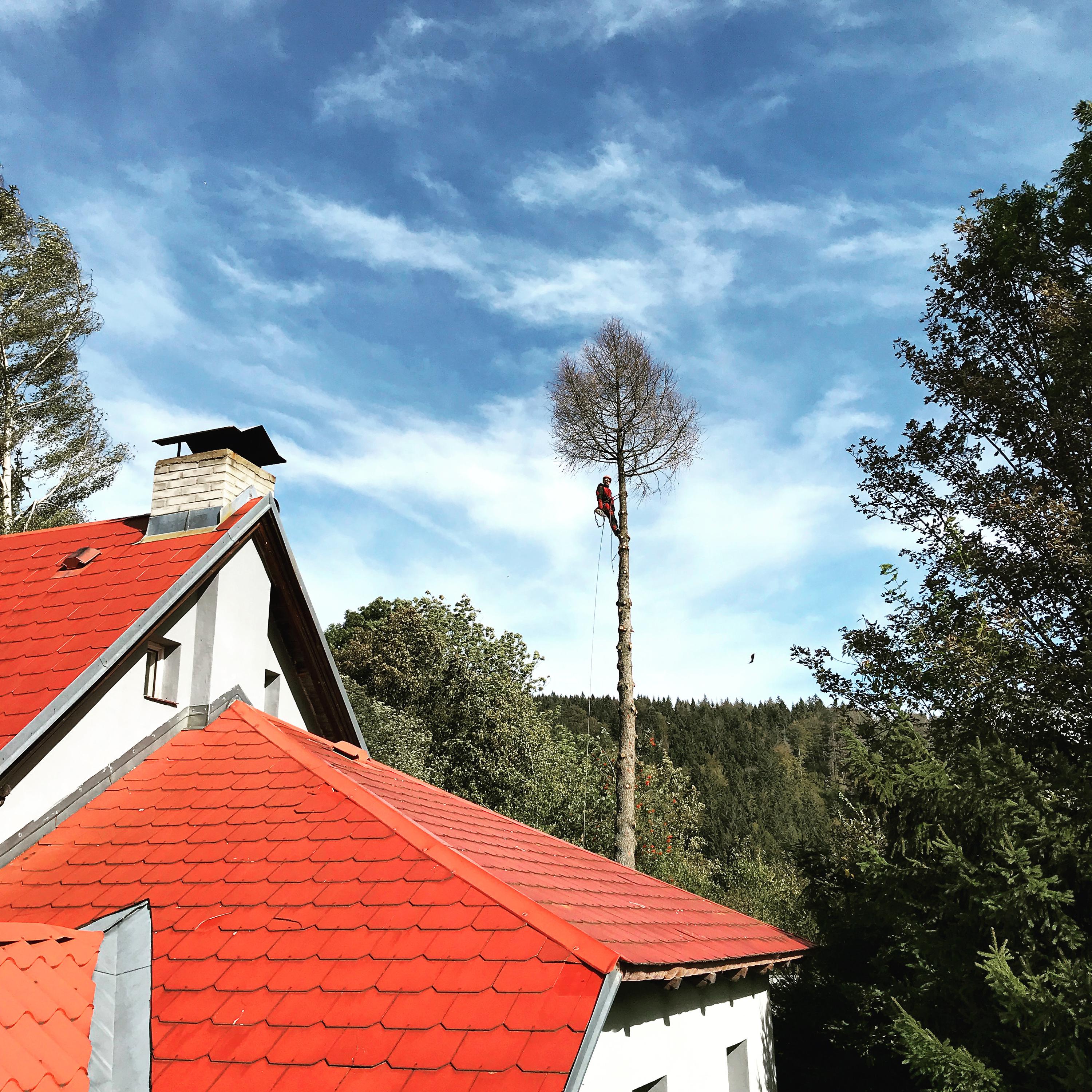 Kácení stromů Ing. Šimon Prokop foto 2