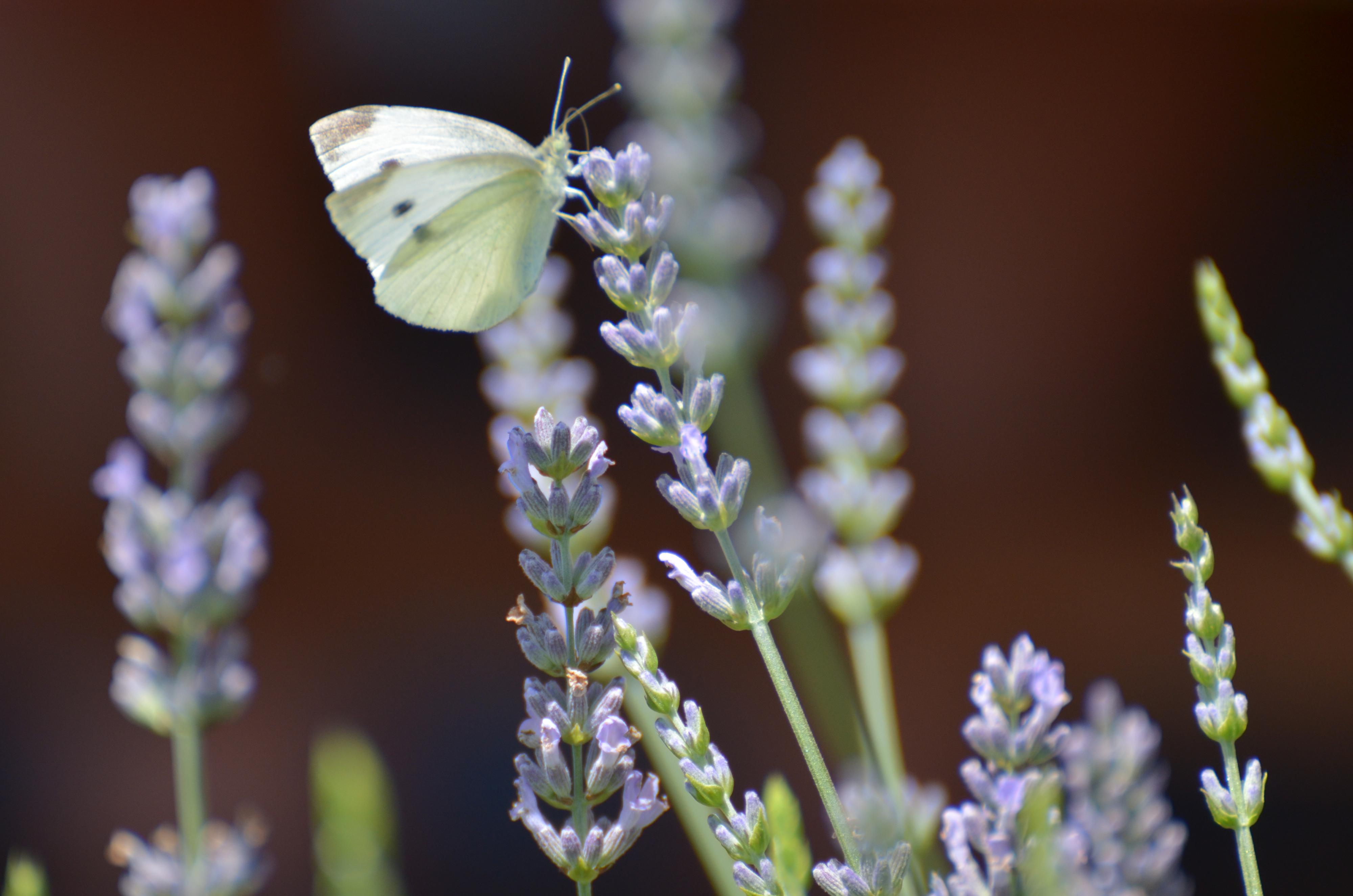 Brennero garden services, s.r.o. foto 4
