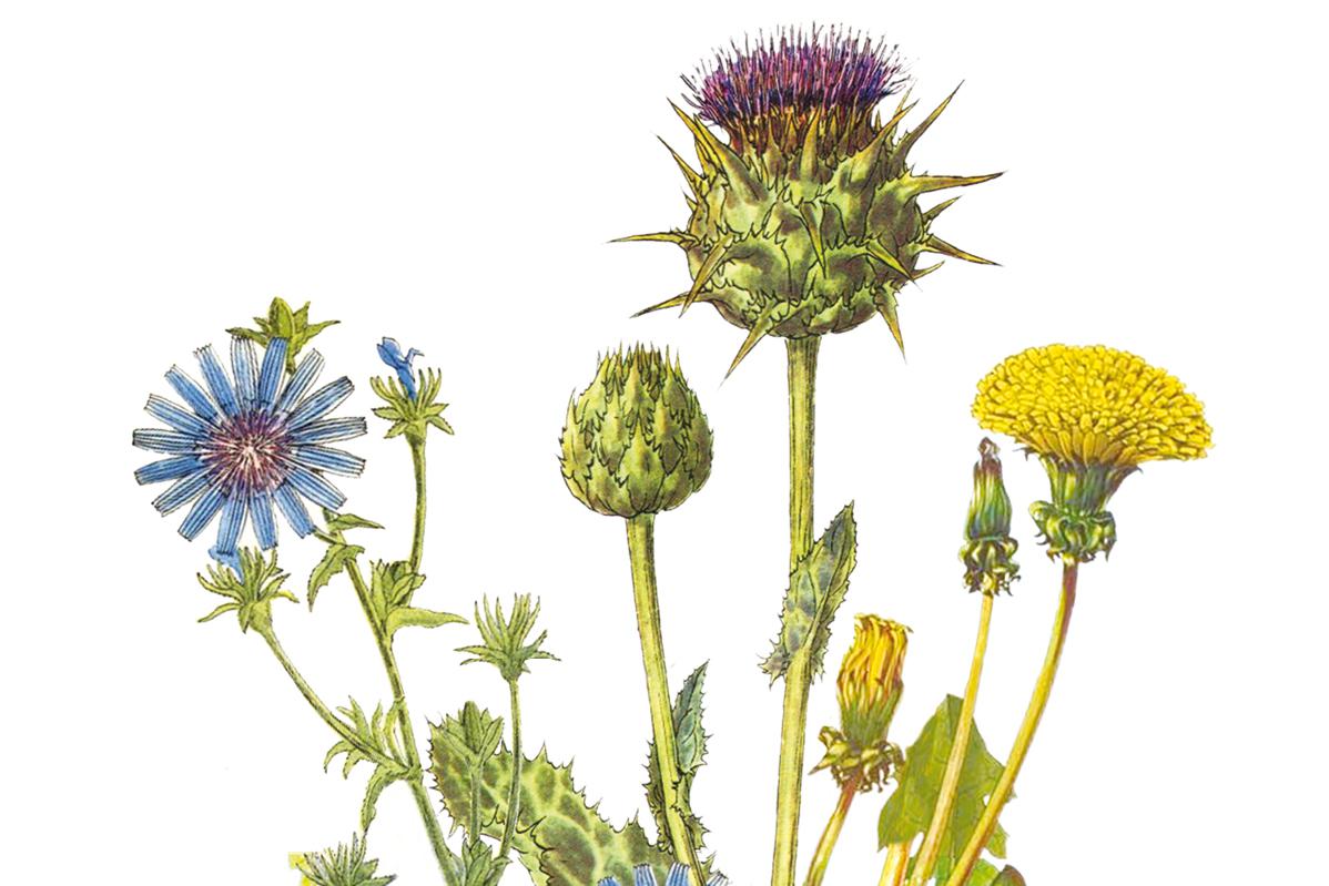 Bylinky na očistu těla