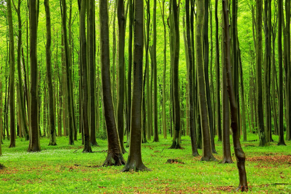 Arborista, dendrolog – Ing. Petr Kubík, Ph.D.