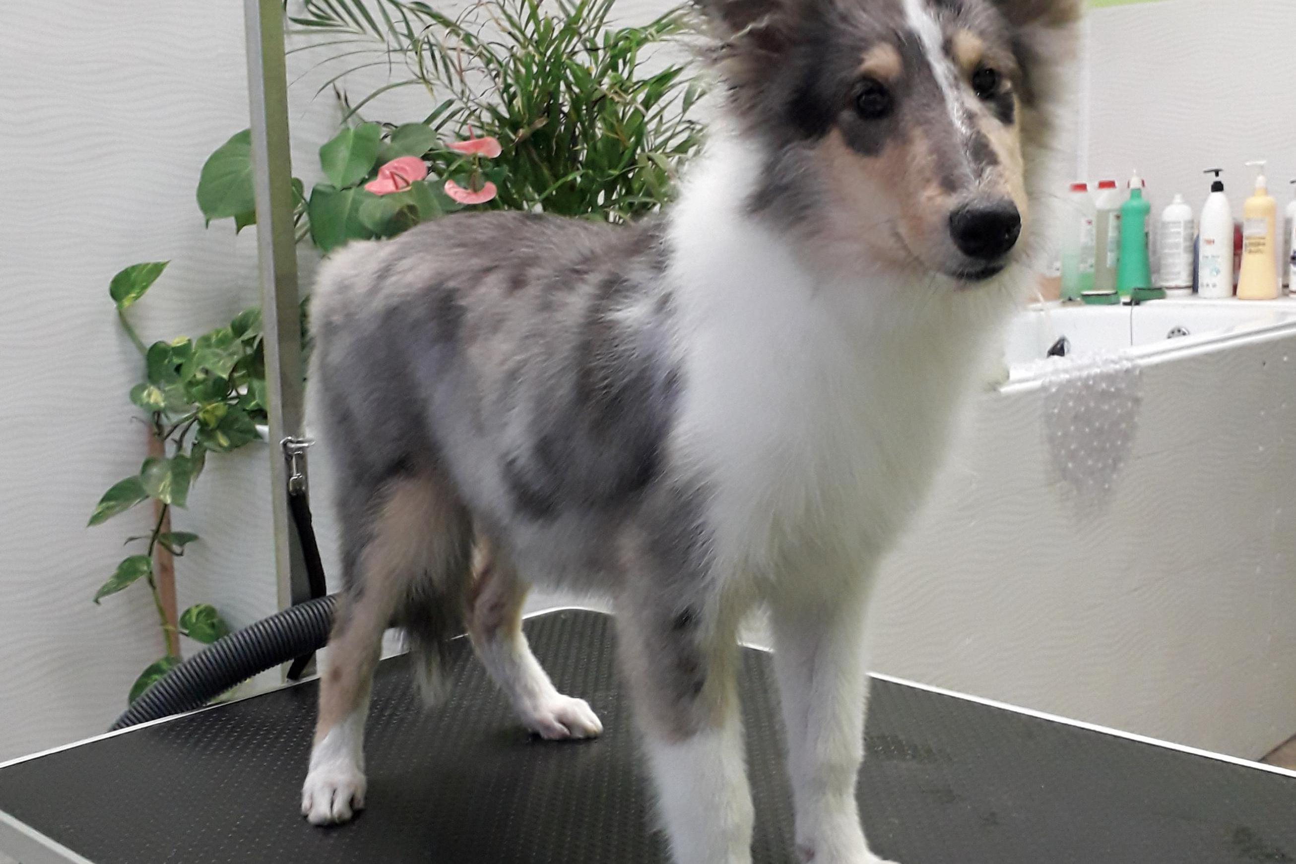 Salon pro psy U Fíka