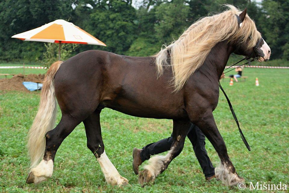 Koně Rosice foto 1