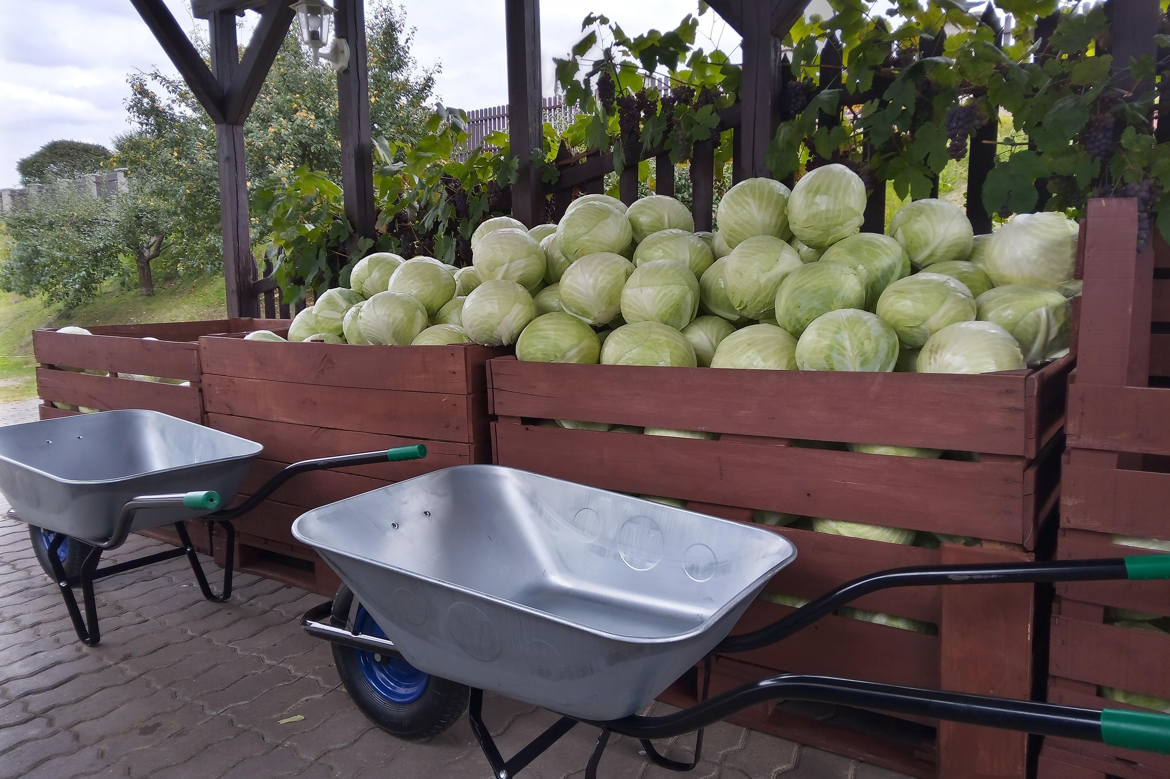 Petr Houdek - krouhané zelí