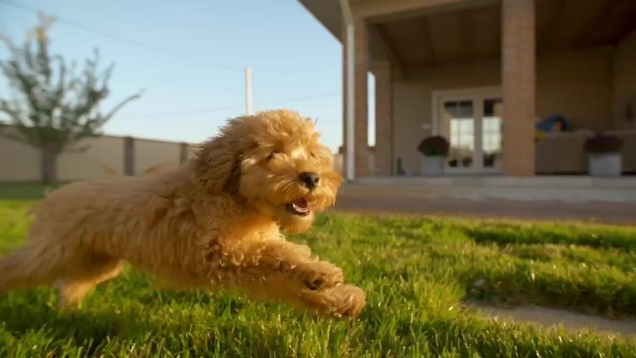Jan Holický - Vaše šelma v realitní džungli foto 2 (náhled videa)