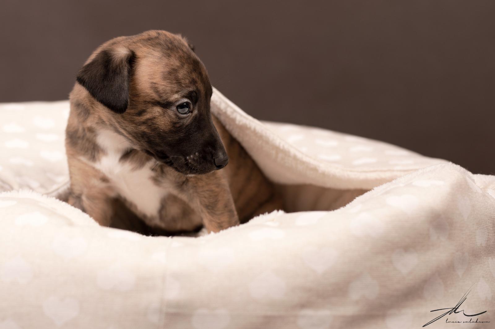 Originální hrabací pelíšky EvRe foto 1